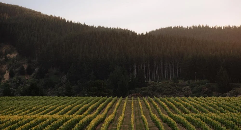 Vineyard with rows of grapevines in the foreground, dense forested hills in the background, under a clear sky.