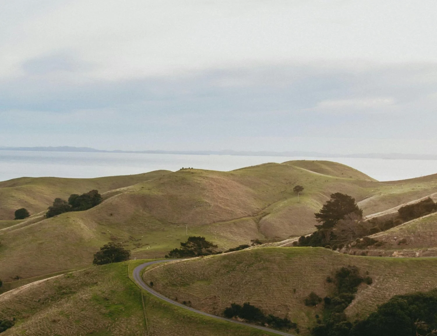 Green rolling hills with scattered trees, with a ocean in the distance.