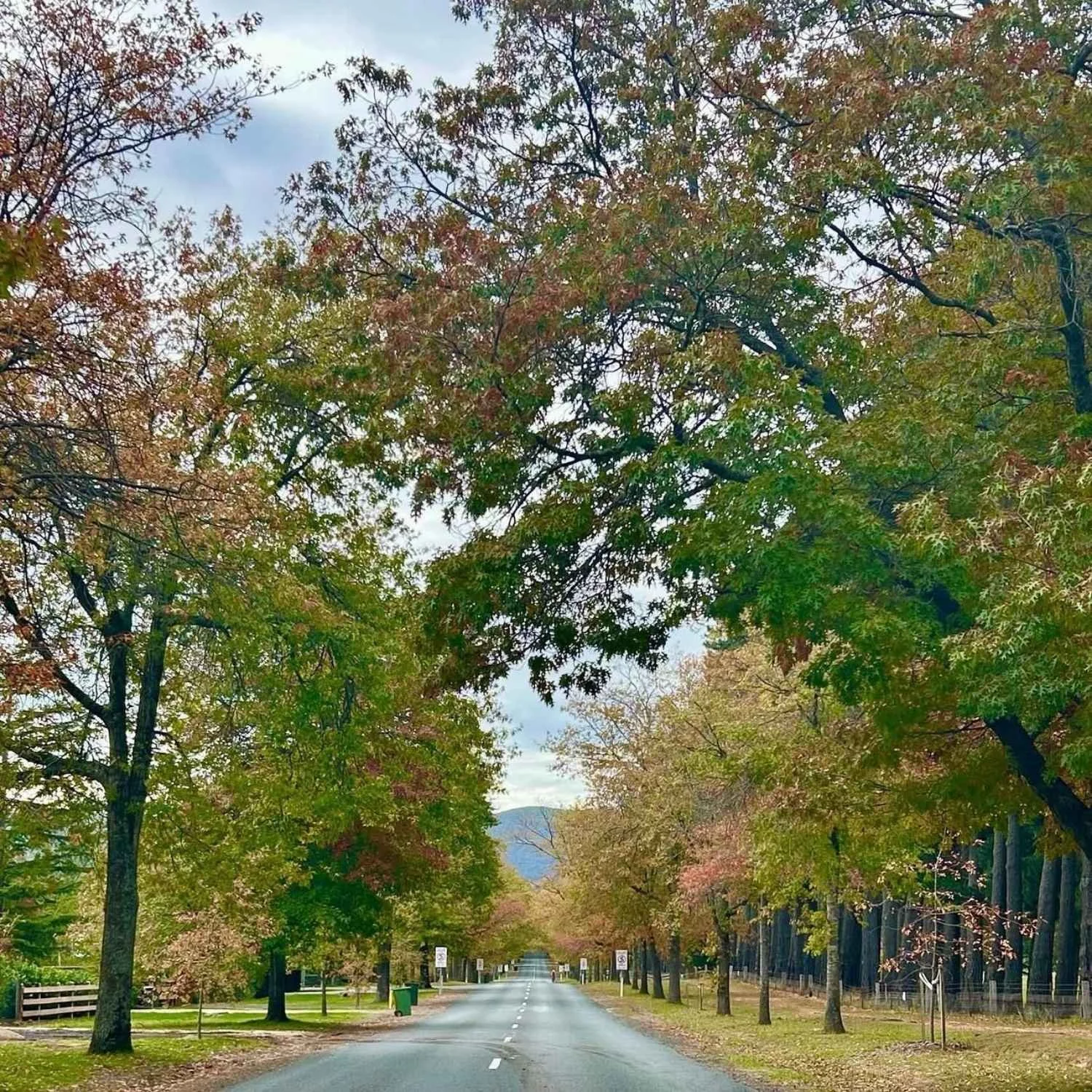 Autumnal tree-lined road stretching into the distance.