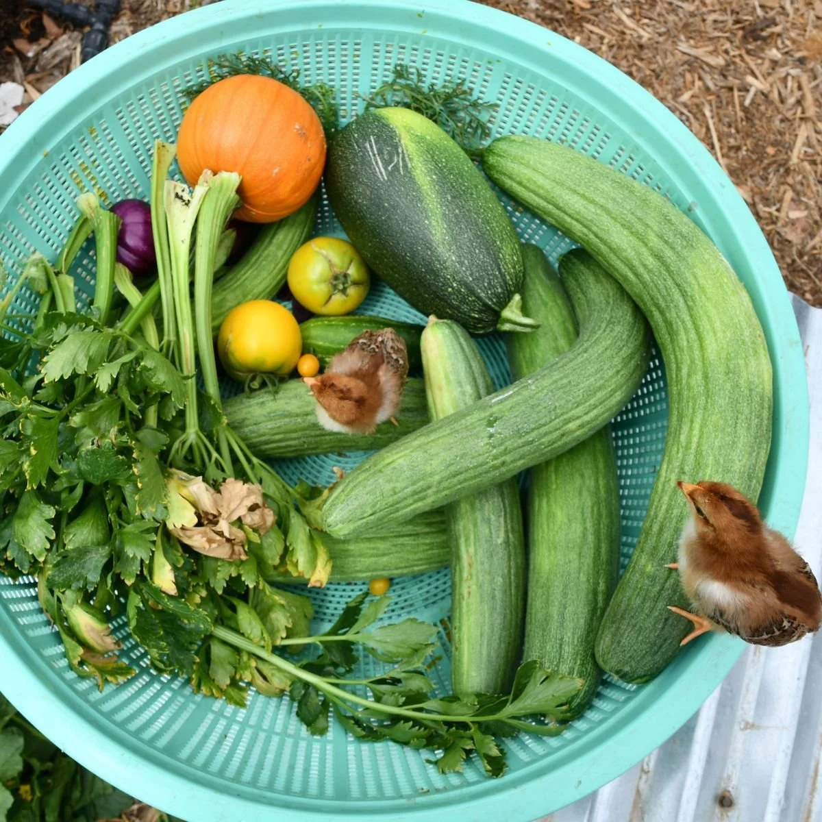 My Journey with Farming God’s Way: Success, Adaptation, and Lessons Learned