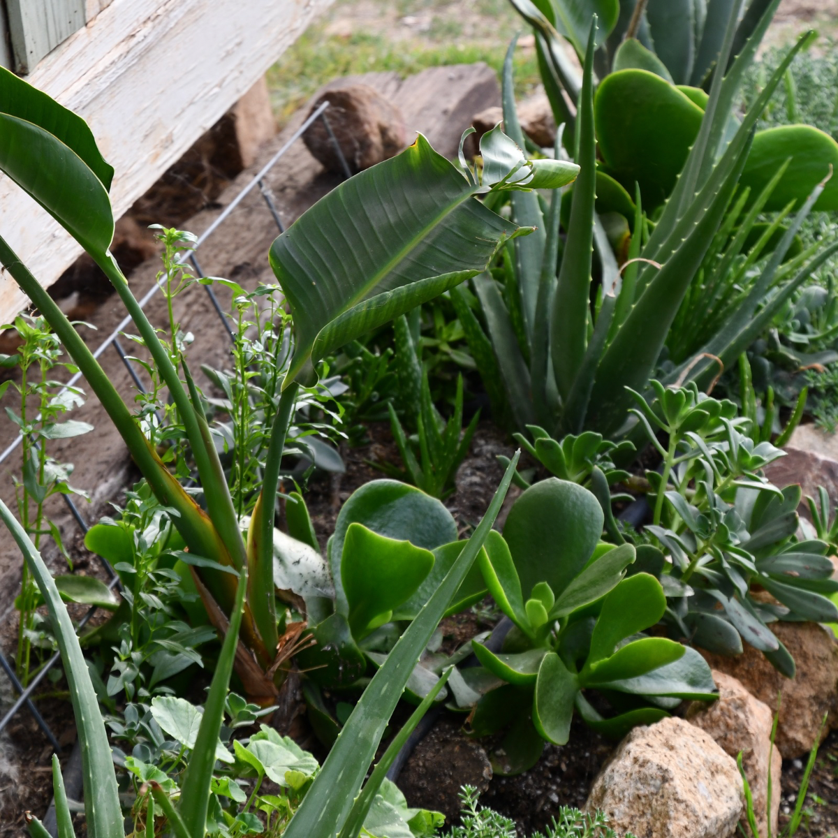 Garden in 3 Hours: How We Built Beauty Fast