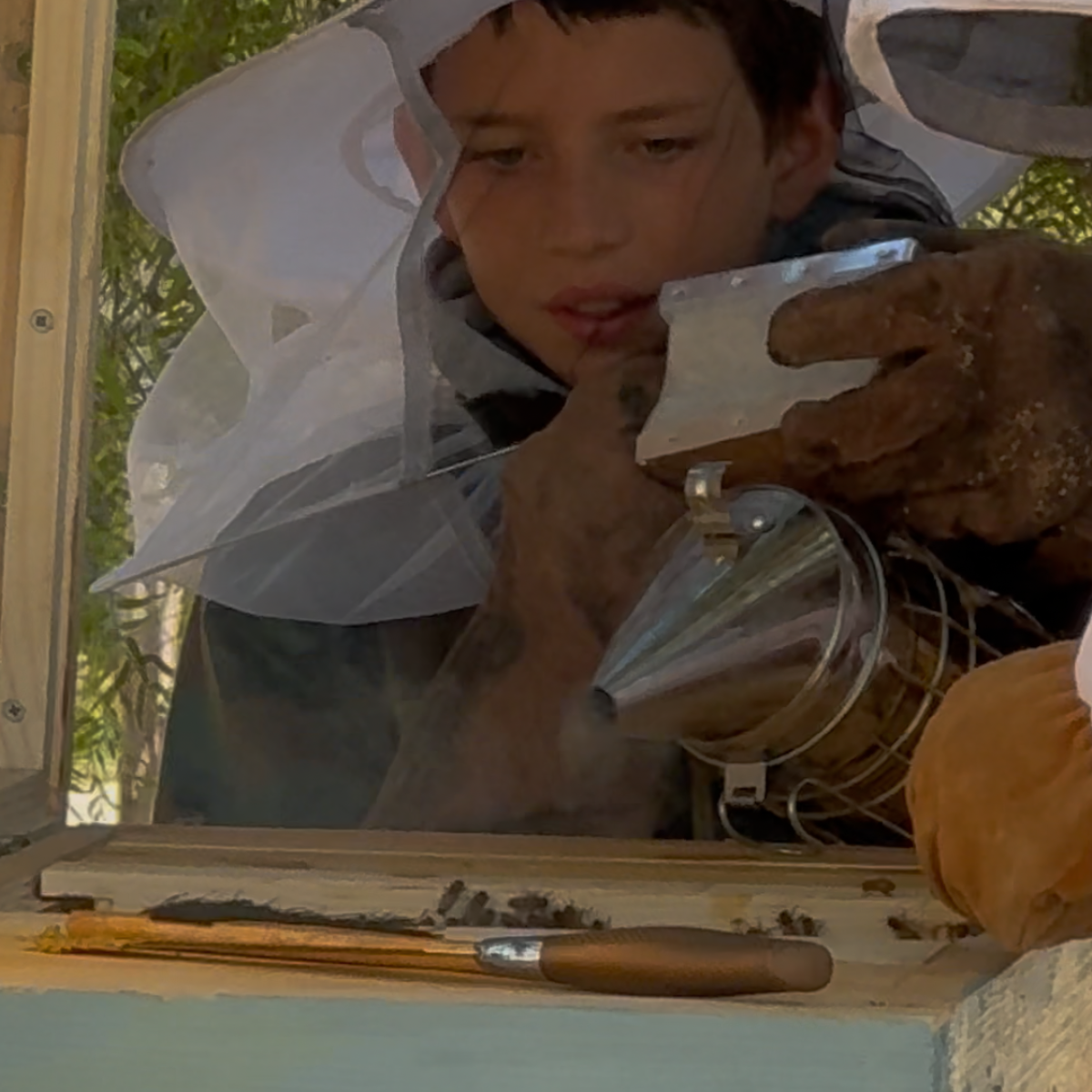 Our First Swarm: A Family Adventure into Beekeeping