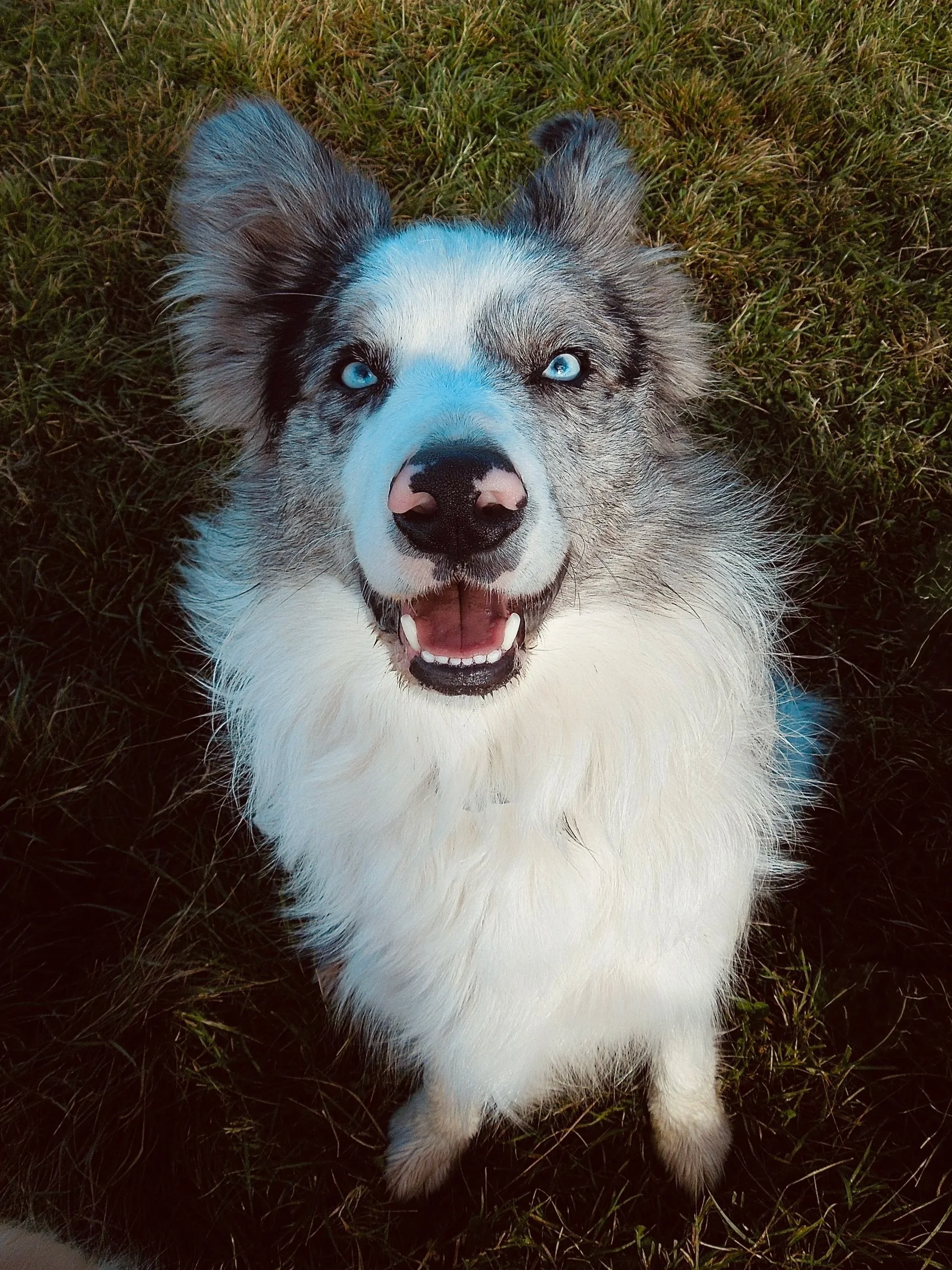A happy Merle Australian Shepherd puppy with bright blue eyes, lying on grass, looking up at the camera.