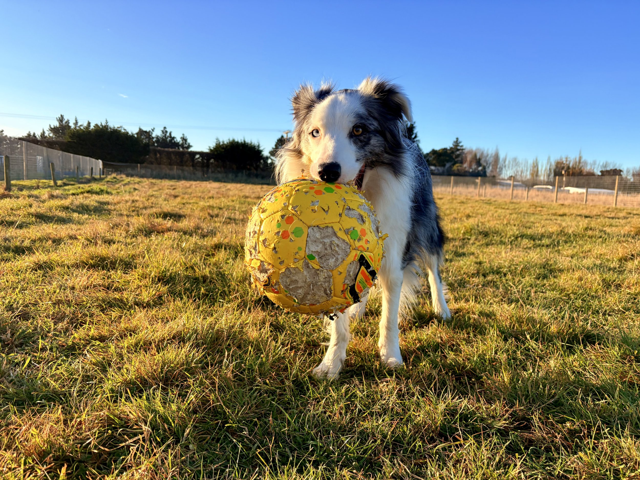 A dog, likely an Australian Shepherd, with blue and brown eyes playing with a torn yellow ball in an open grassy field during sunset or late afternoon.