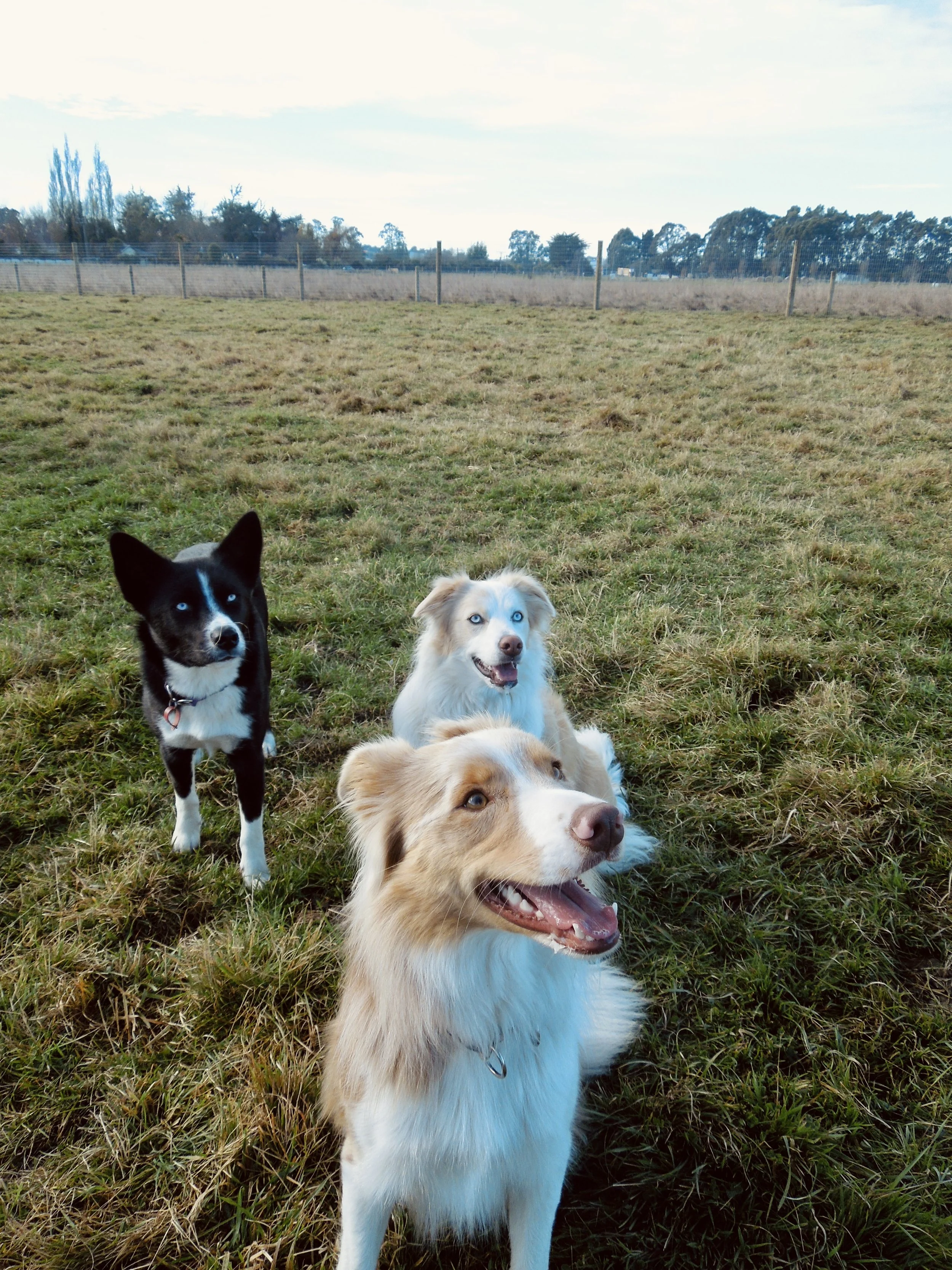 Trio
