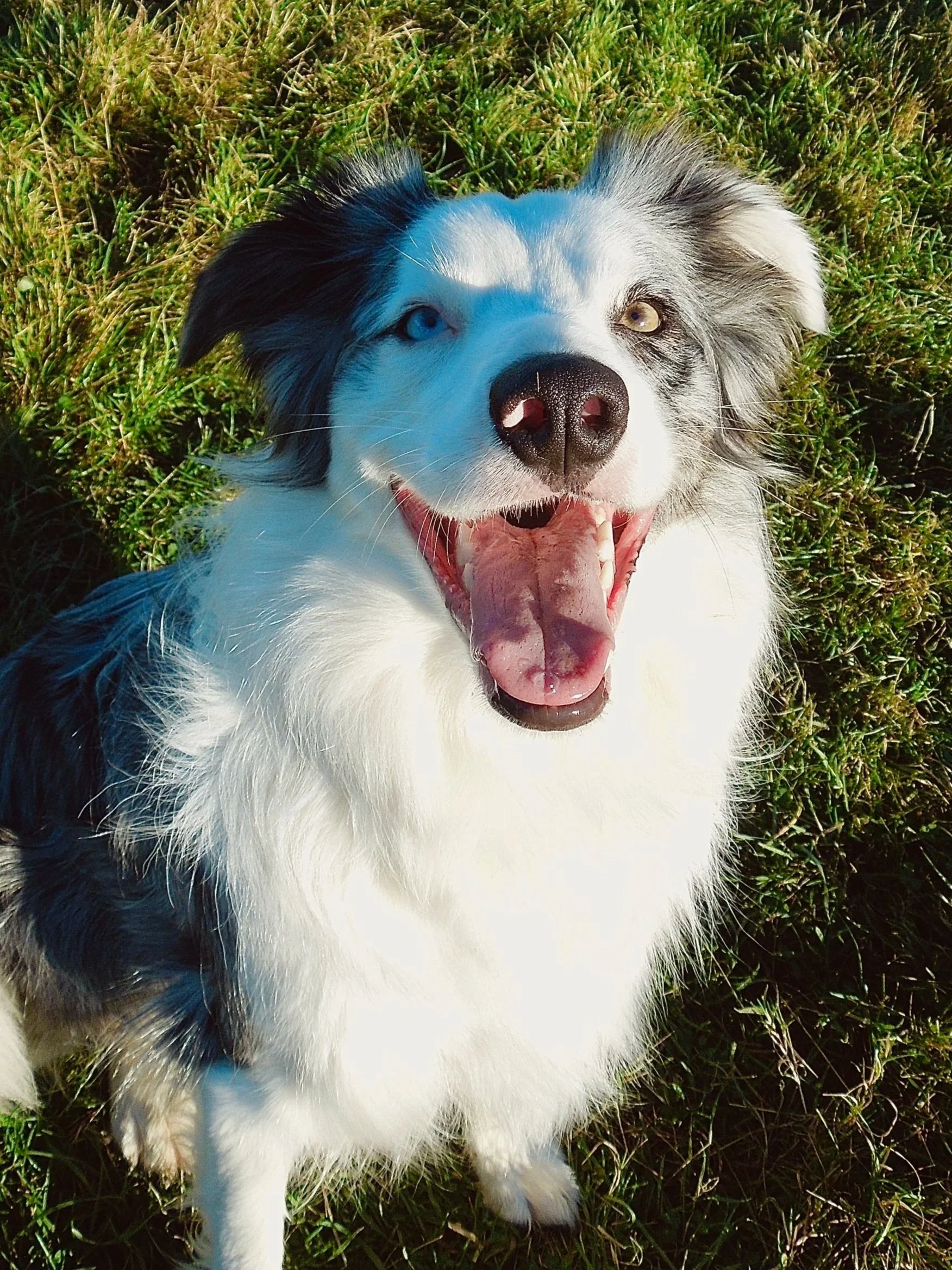 A happy Australian Shepherd dog lying on green grass with one blue eye and one brown eye, mouth open in a smile.