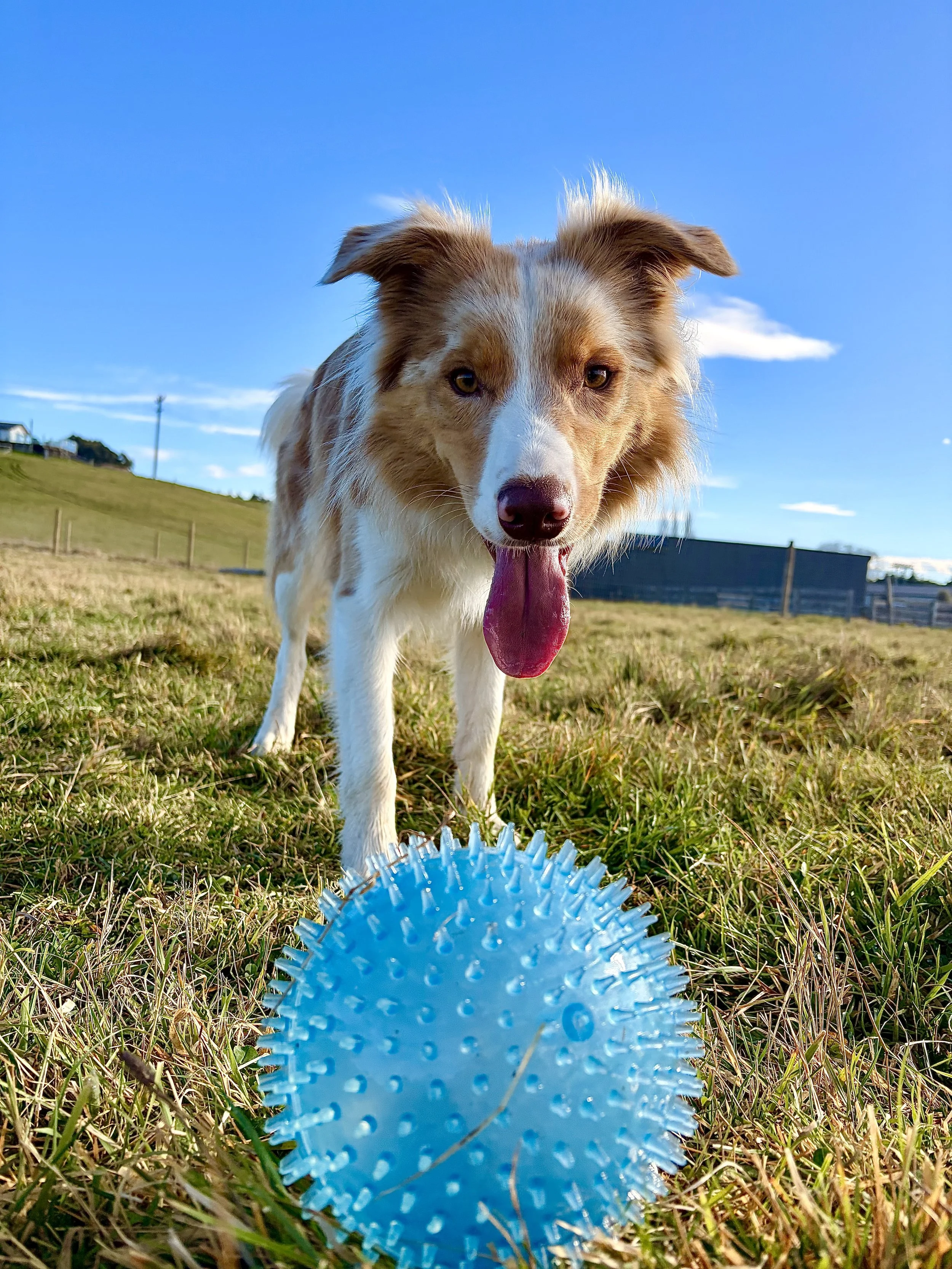 Rocky loves his ball
