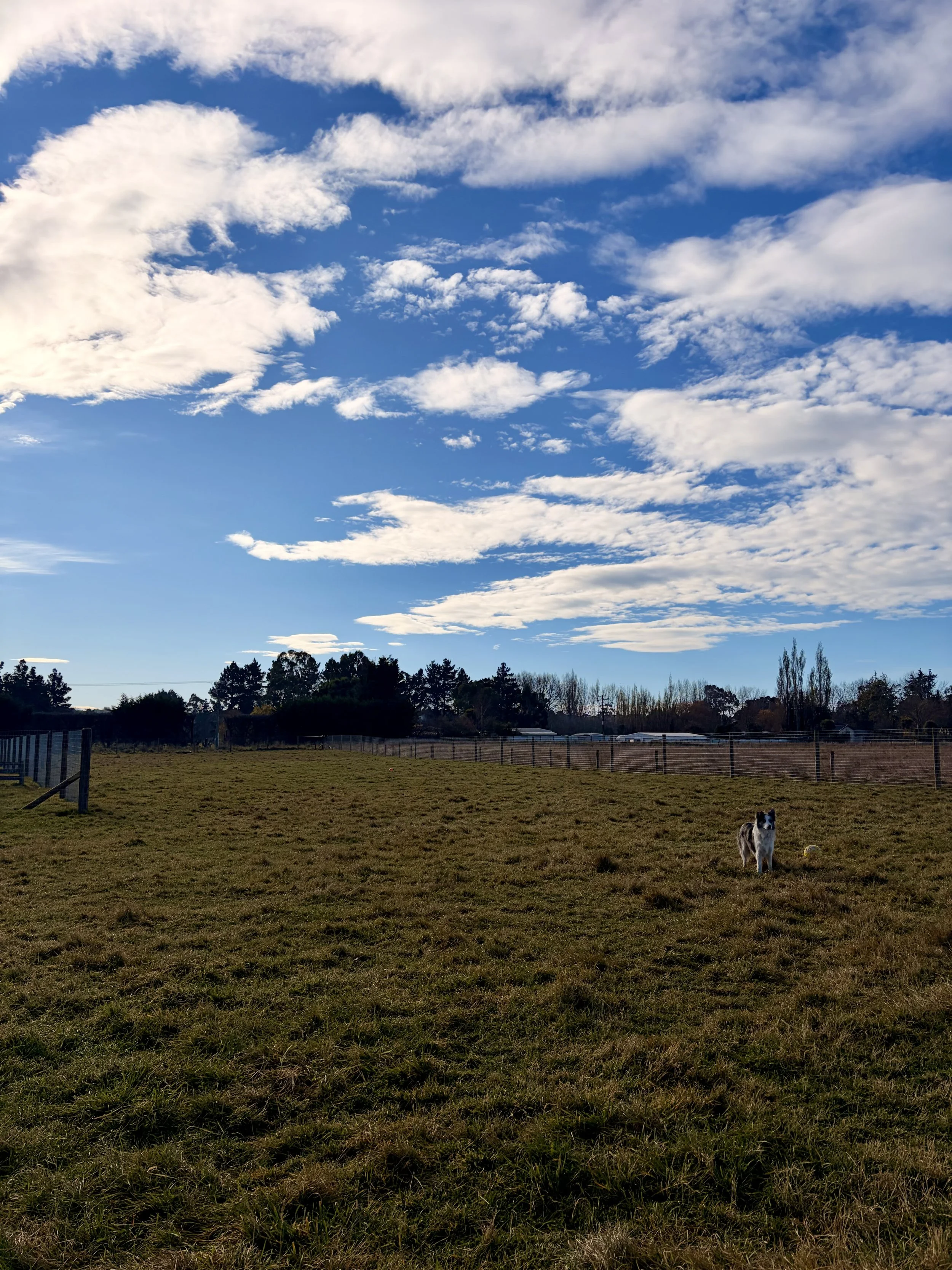 A grassy field with a dog standing near a ball and a fence, under a partly cloudy sky with blue and white clouds, during daytime.
