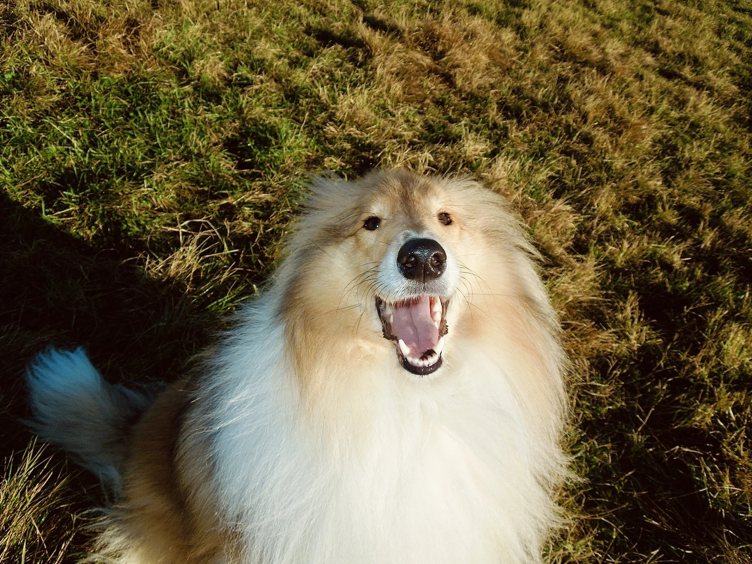 A happy, fluffy dog with a light-colored coat, lying on green and brown grass, looking up with an open mouth.