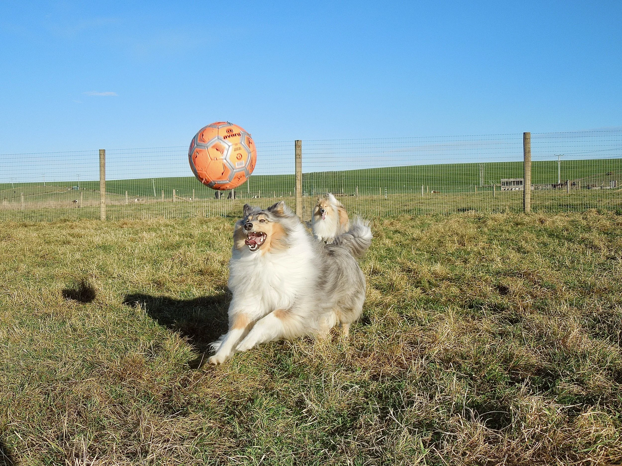 Two dogs playing outdoors in a grassy field with a large orange soccer ball in the background and a fence separating the field from a distant landscape of green hills and buildings under a clear blue sky.