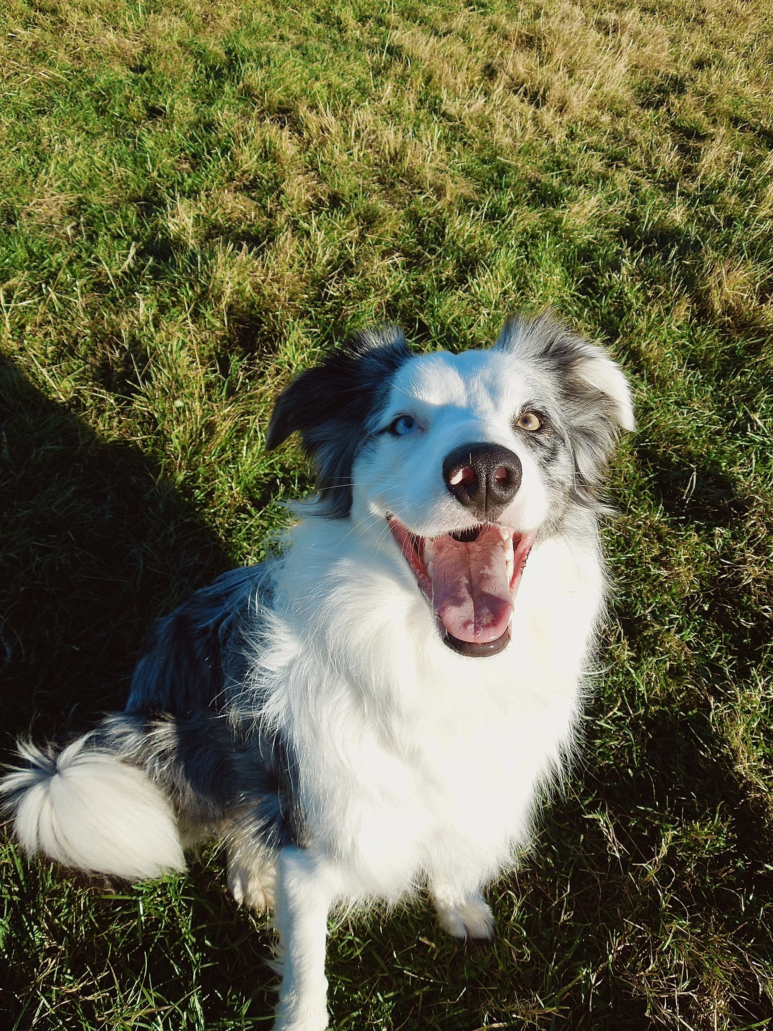 A happy black and white dog with heterochromatic eyes, one blue and one brown, sitting on green grass.