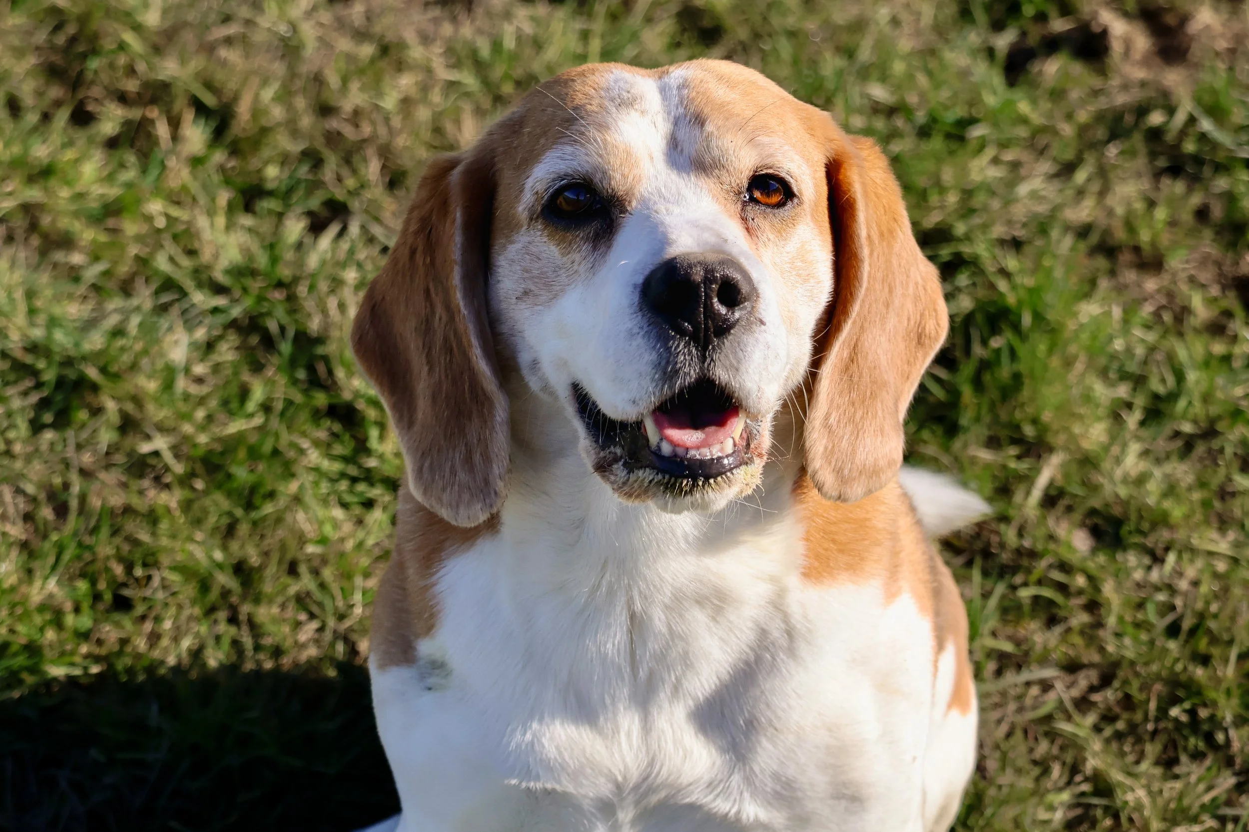 BEAGLE.jpg