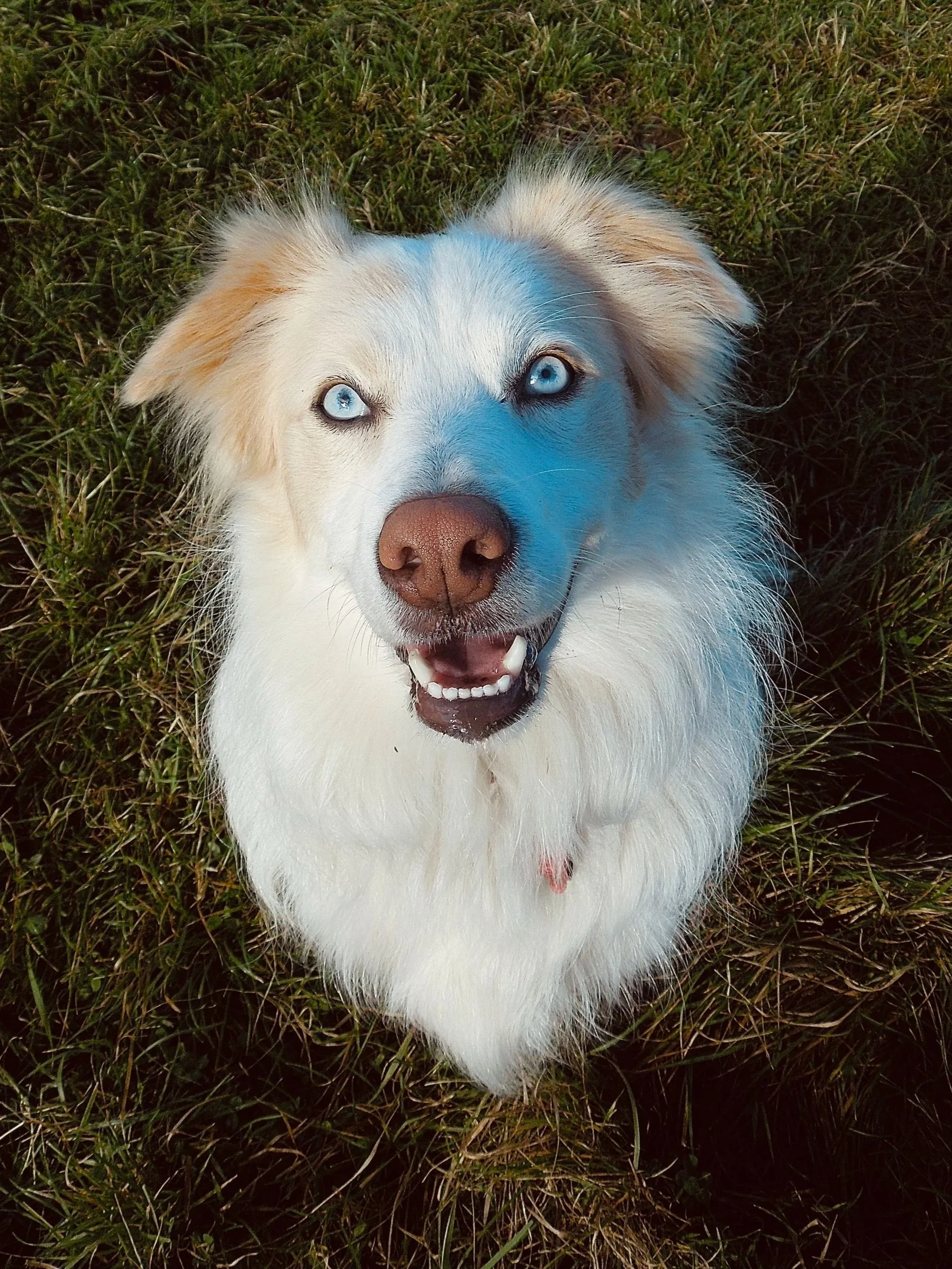 A dog with light fur and bright blue eyes lying on green grass, looking up at the camera with an open mouth.