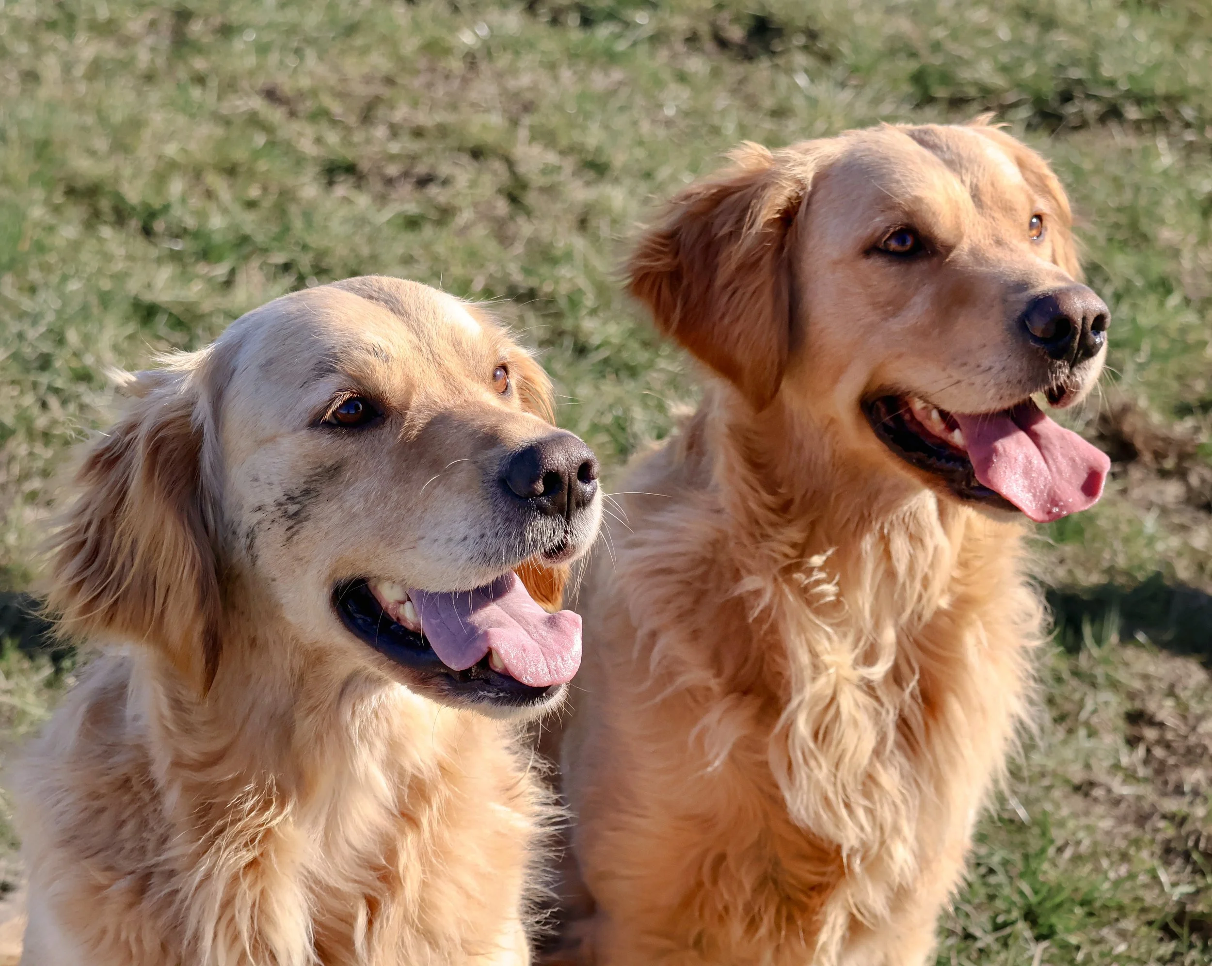 BEC.Goldens.jpg