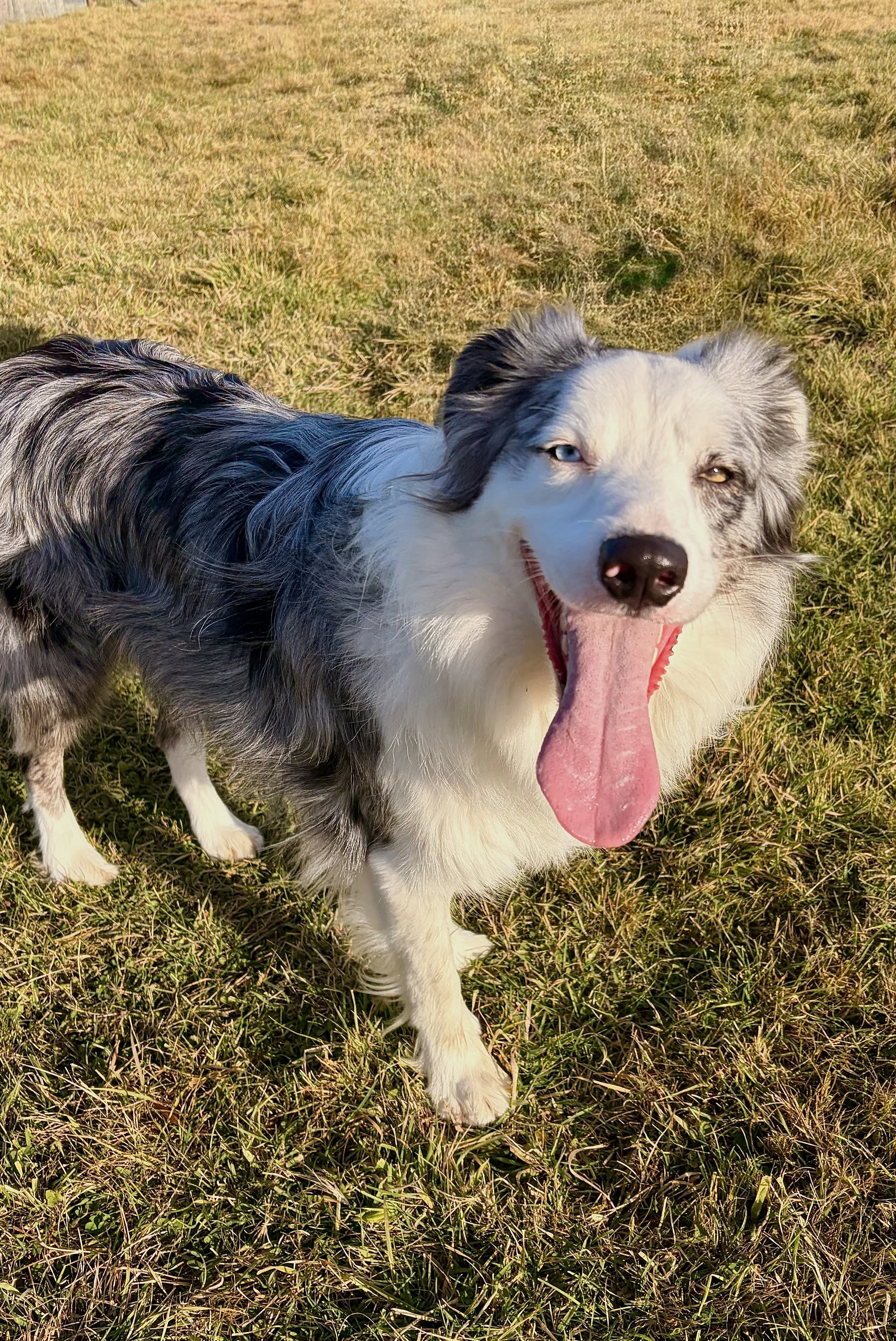 Mia happy after chasing soccer ball