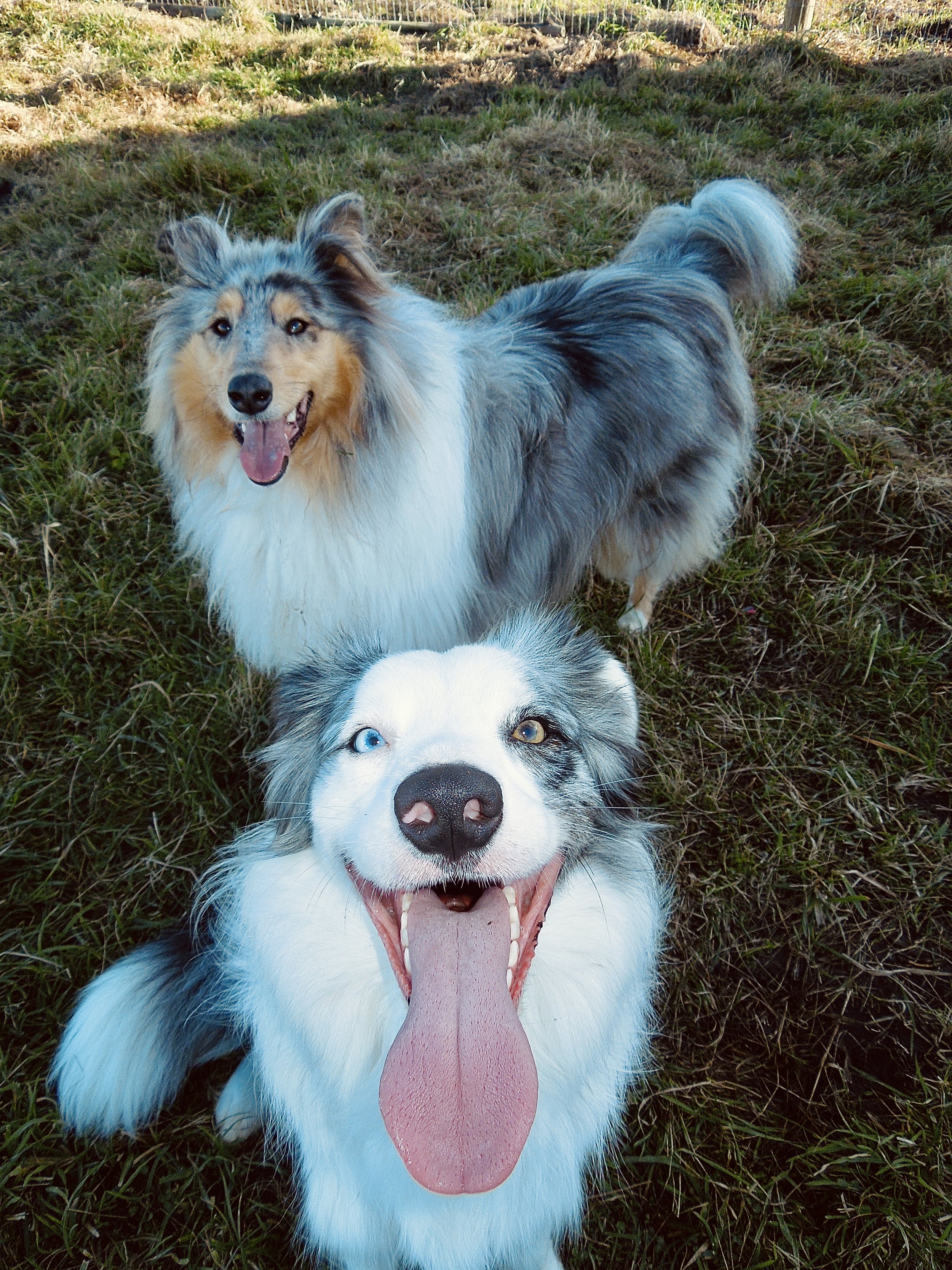 Two dogs in a grassy outdoor area, one with a merle coat, looking happy with tongue out, and the other bottom with blue and brown eyes, smiling with tongue out.