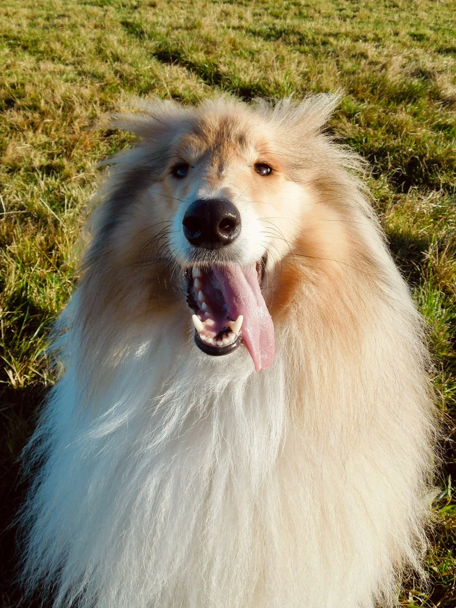 A fluffy dog with half blue and half brown eyes, smiling and lying in grass.
