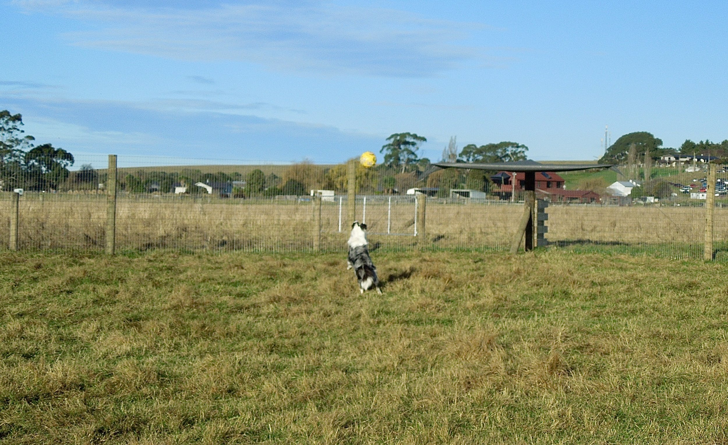 Dog jumping to catch a yellow ball in a fenced grassy yard with houses and trees in the background under a blue sky.
