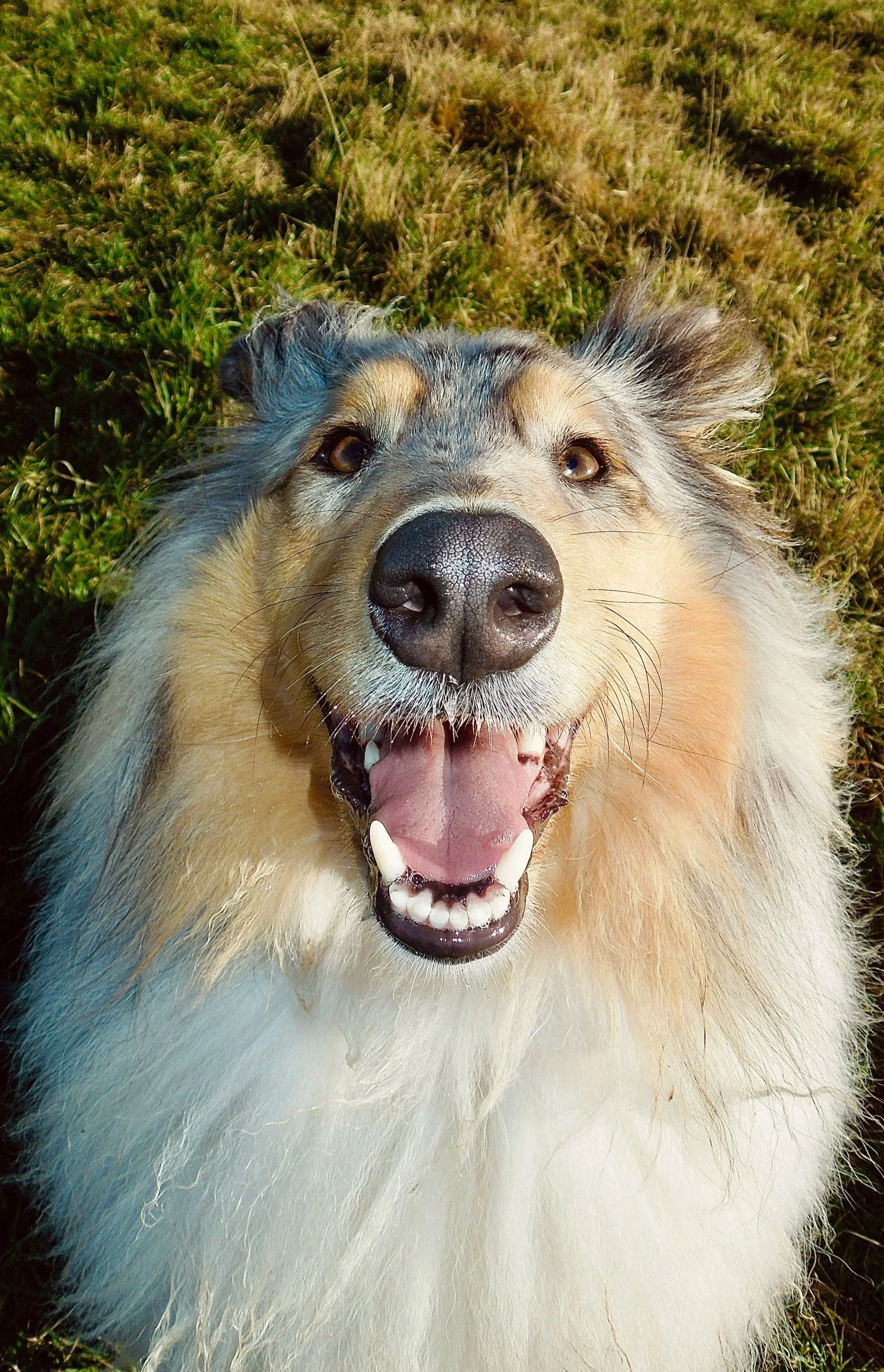 A happy dog with a wide open mouth, showing its teeth, lying on green grass.