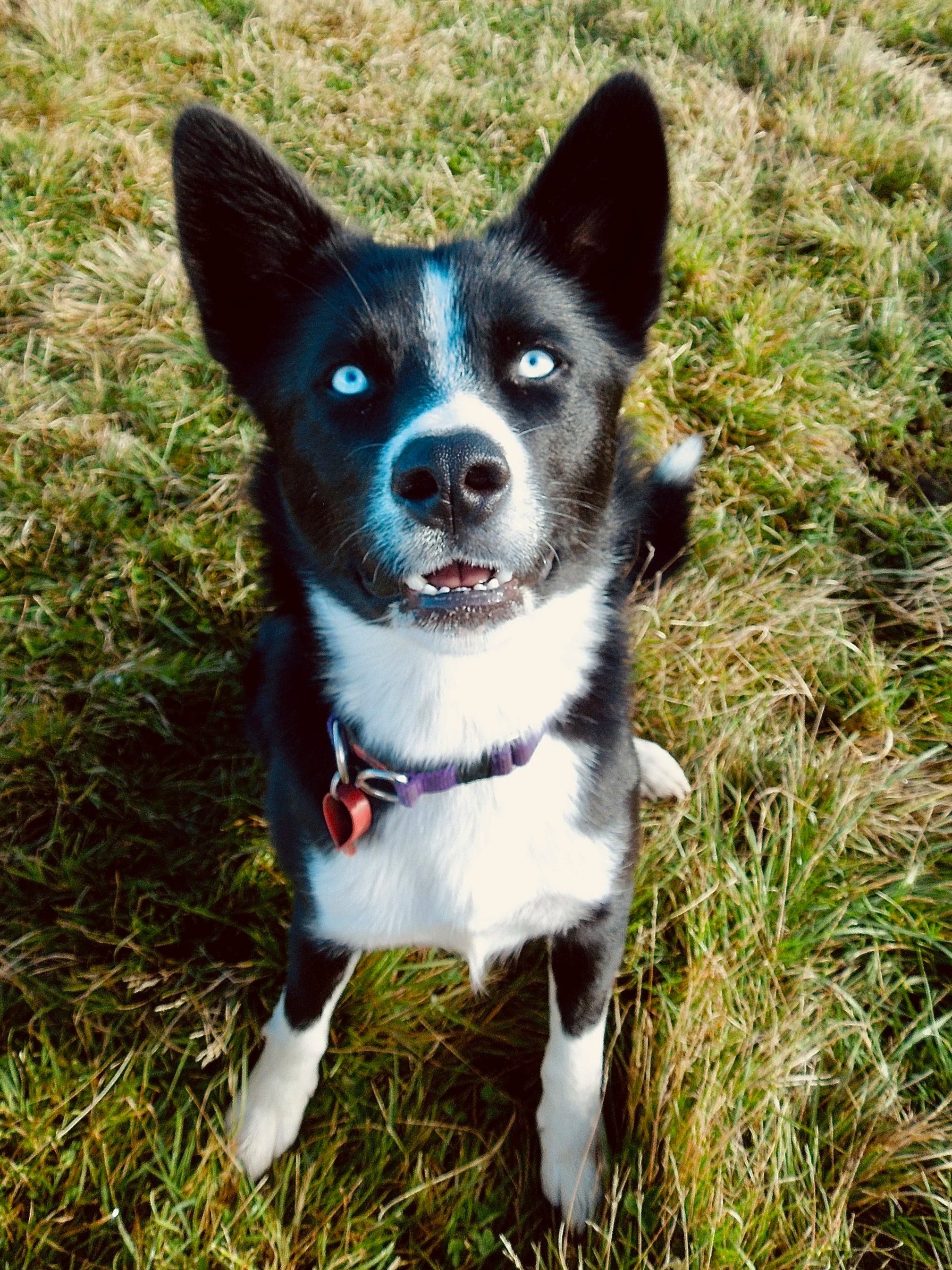 A black and white dog with blue eyes sitting in a grassy field, looking up at the camera.