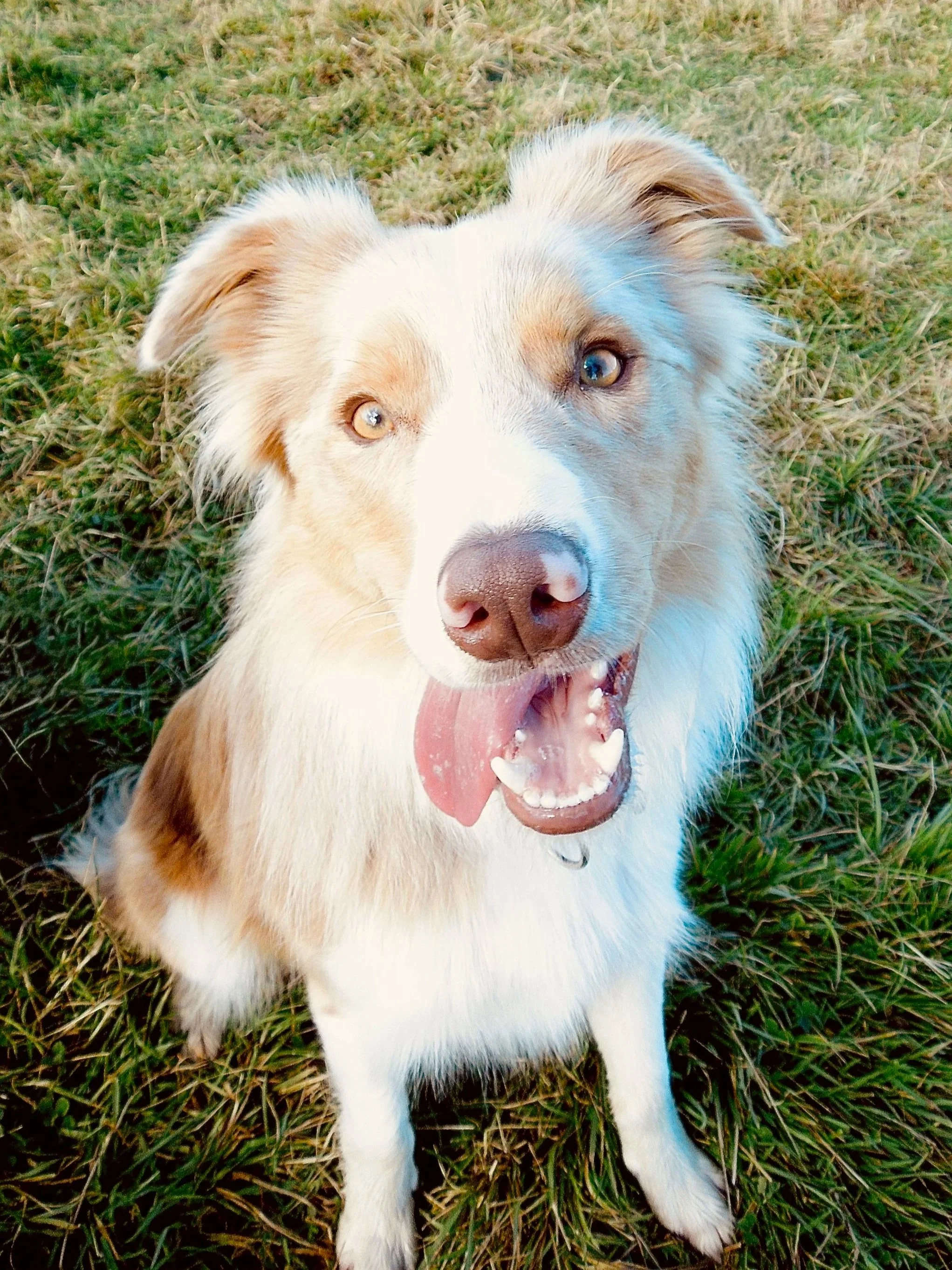 Close-up of a happy dog lying on grass, with its tongue out and eyes looking at the camera.