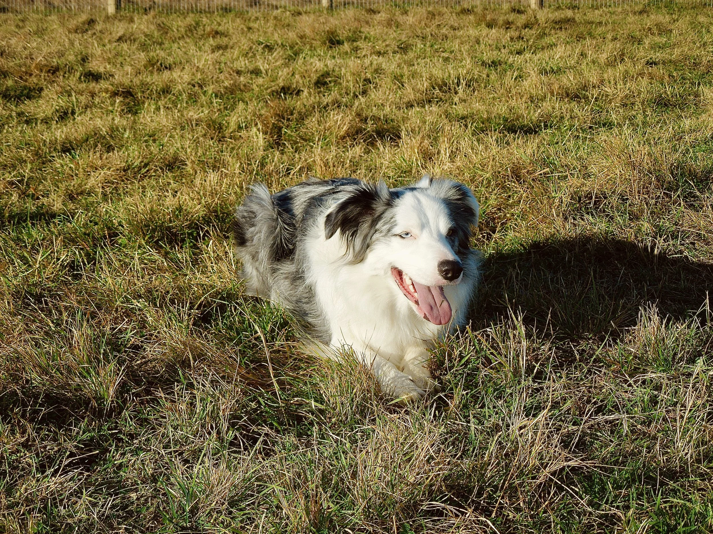 A dog with blue eyes and a merle coat lying in a grassy field, mouth open, tongue out, in sunlight.