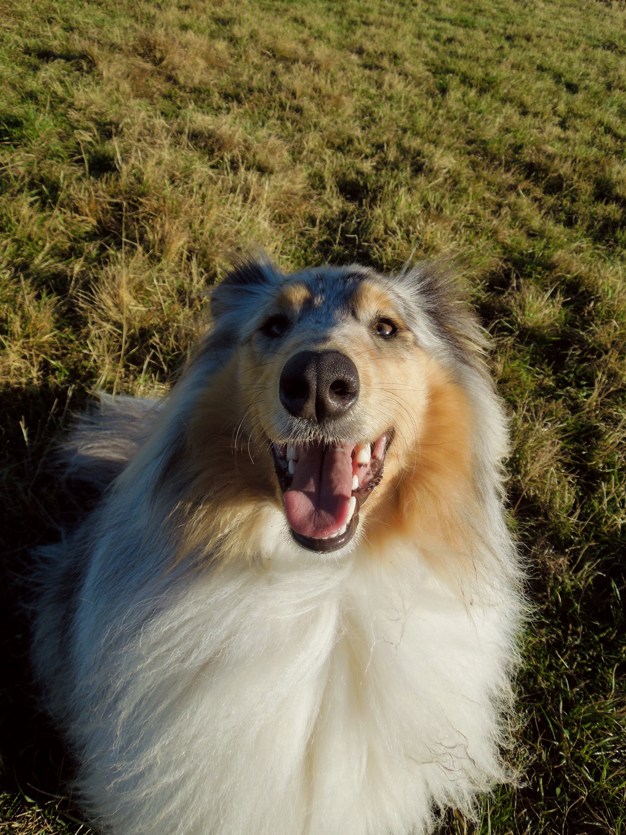 A happy dog with a fluffy white coat and a black and brown face lying in the grass, mouth open in a joyful expression.