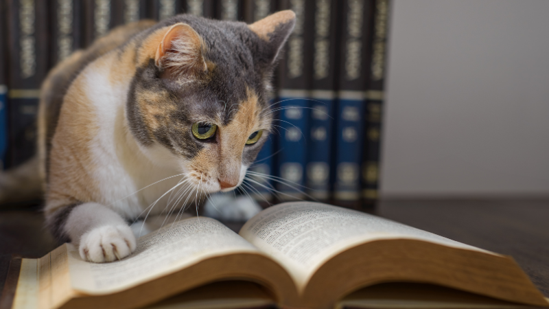 Cat attentively examines an open book in a library with blue-spined books in the background. Focused and curious mood.