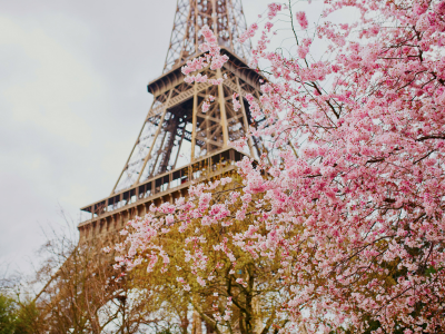 Pink flowers in focus in front of a blurred Eiffel Tower under a bright blue, cloud-filled sky.