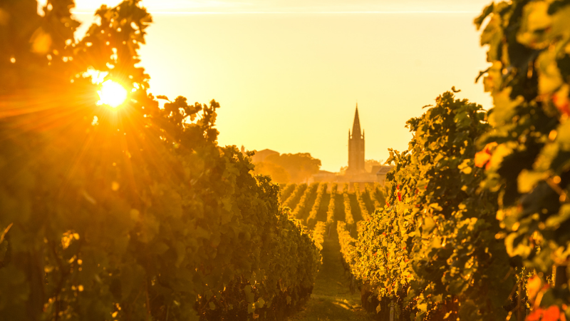 Sunlit vineyard at sunset with rows of lush grapevines and a distant church steeple. Warm golden tones create a serene atmosphere.