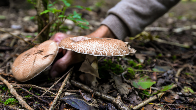 Hand gently picking a large, brown mushroom in a forest setting. Leaves and twigs cover the ground, creating a natural, earthy scene.