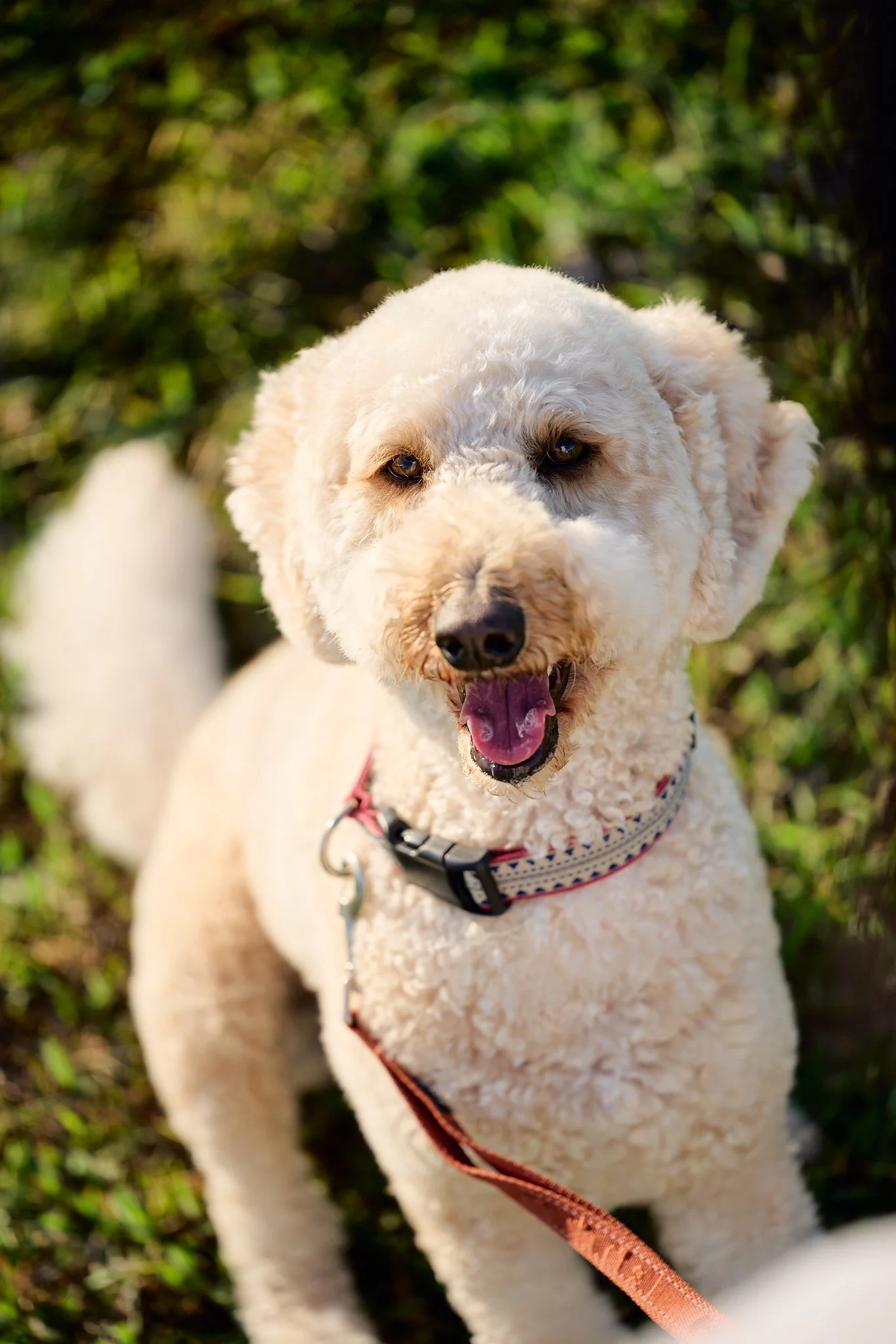 白い掃除犬が散歩している。背景は緑の木々。犬はハーネスをつけている。