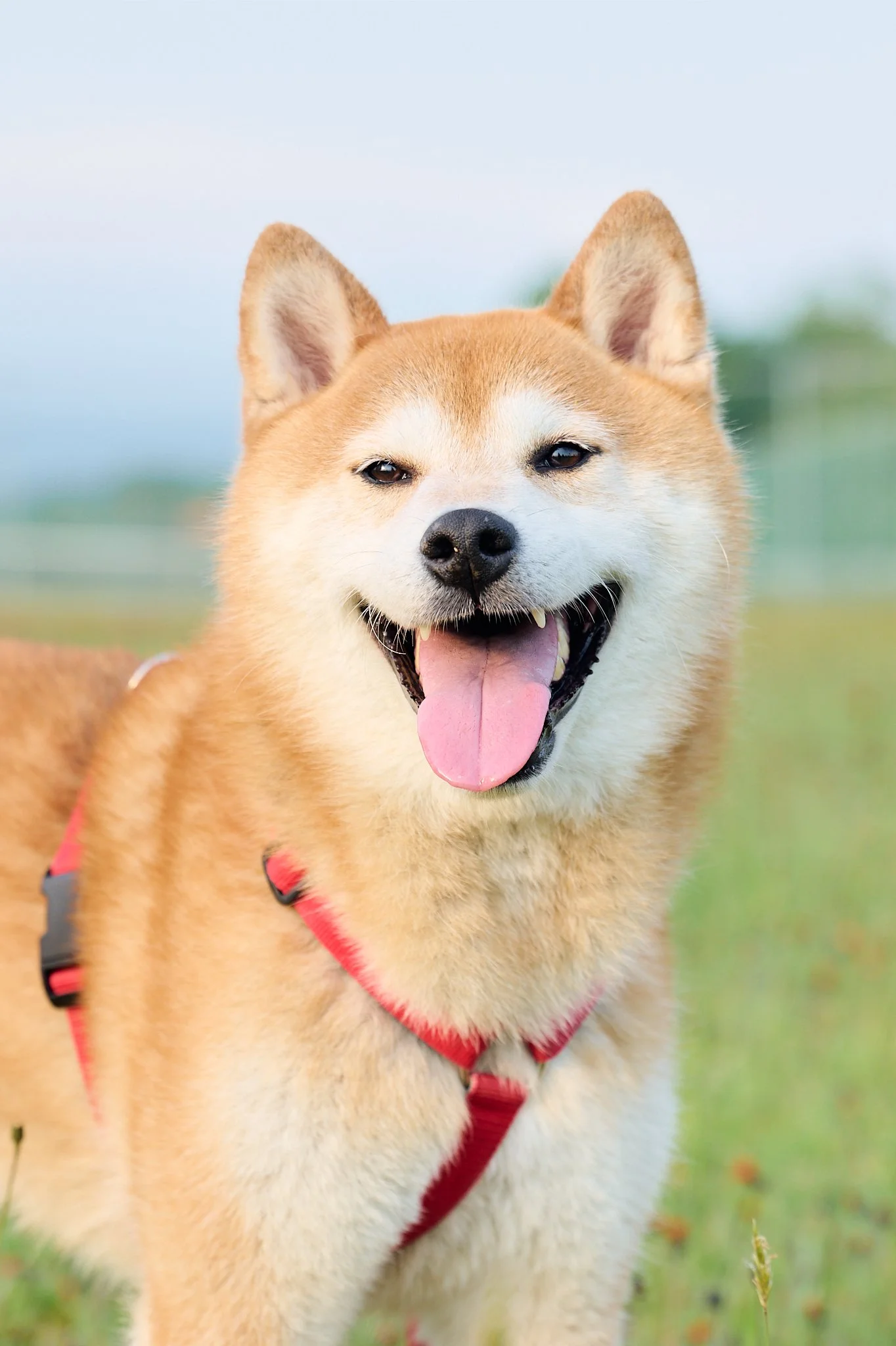 うちの子ポートレート / My Dog Portrait