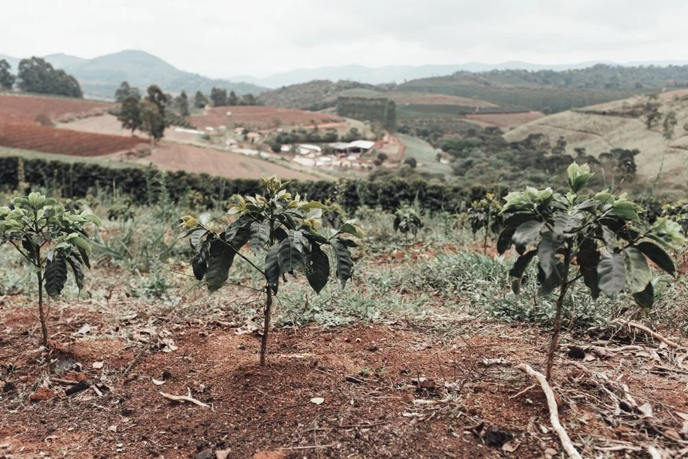 Young coffee plants growing on a farm with rolling hills in the background.