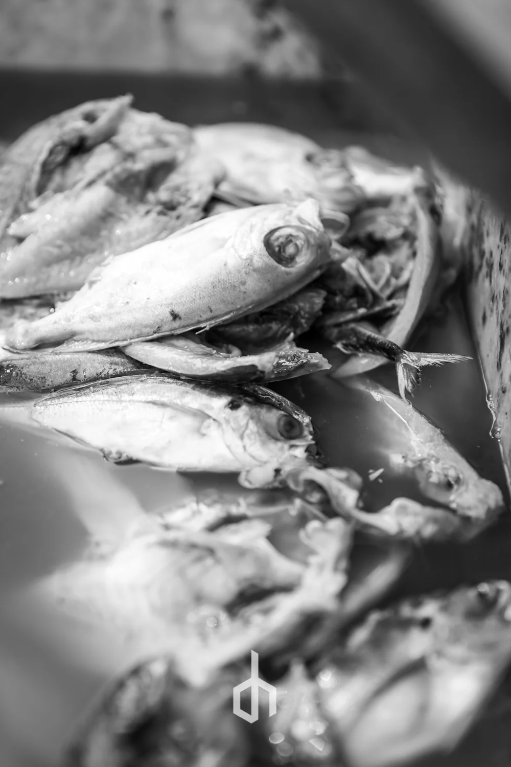 Black and white photo of dead fish piled in a container.