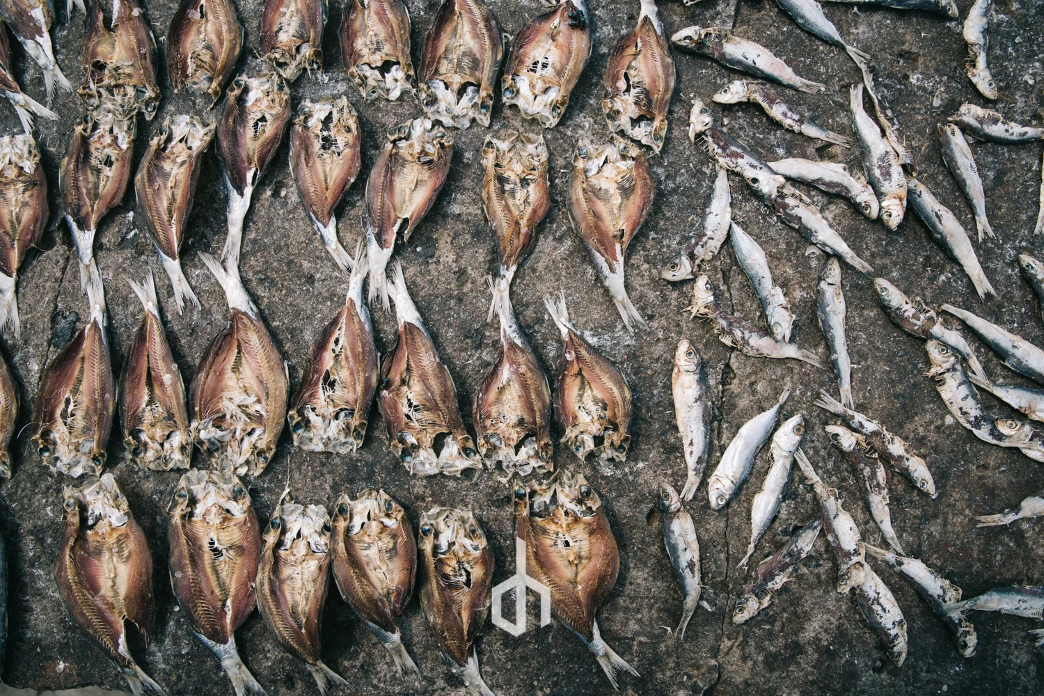 Various dried fish laid out on a surface, with rows of small flat fish on the left and smaller elongated fish on the right.