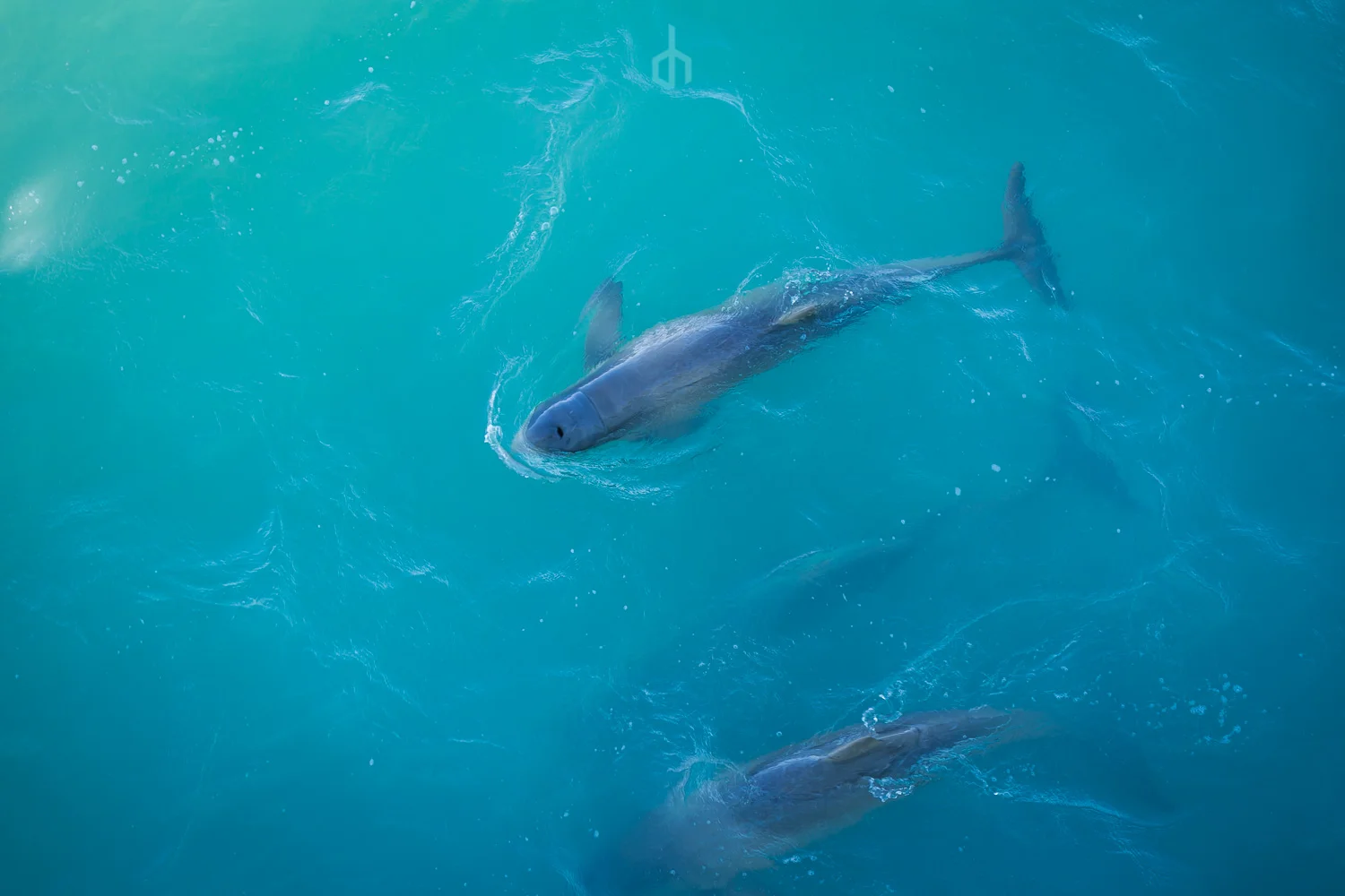 Snub Nose Dolphins (Copy)