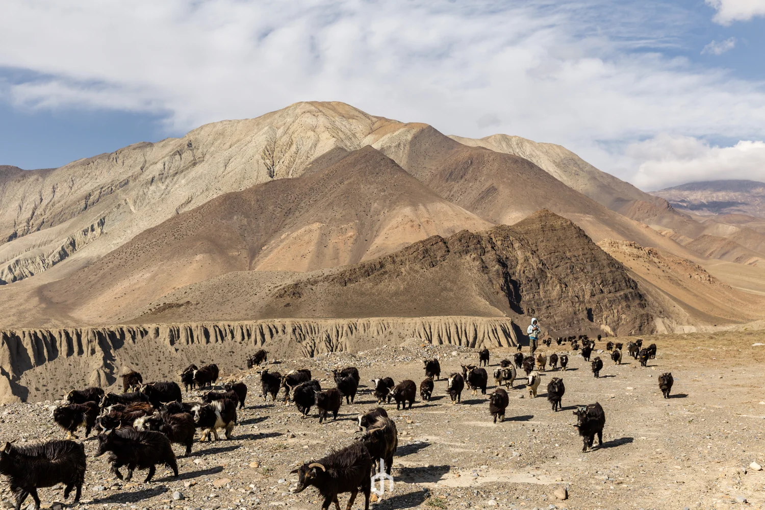 A person herding yaks across a barren mountainous landscape with layered brown, beige, and gray mountains under a partly cloudy sky.