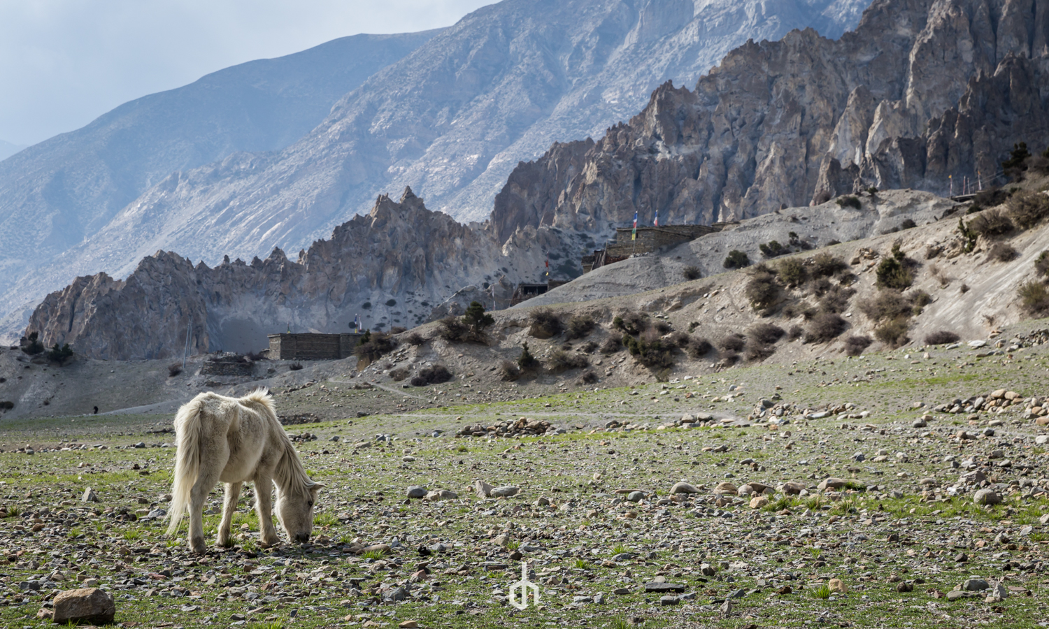 A white pony grazing on rocky green terrain with mountains in the background.