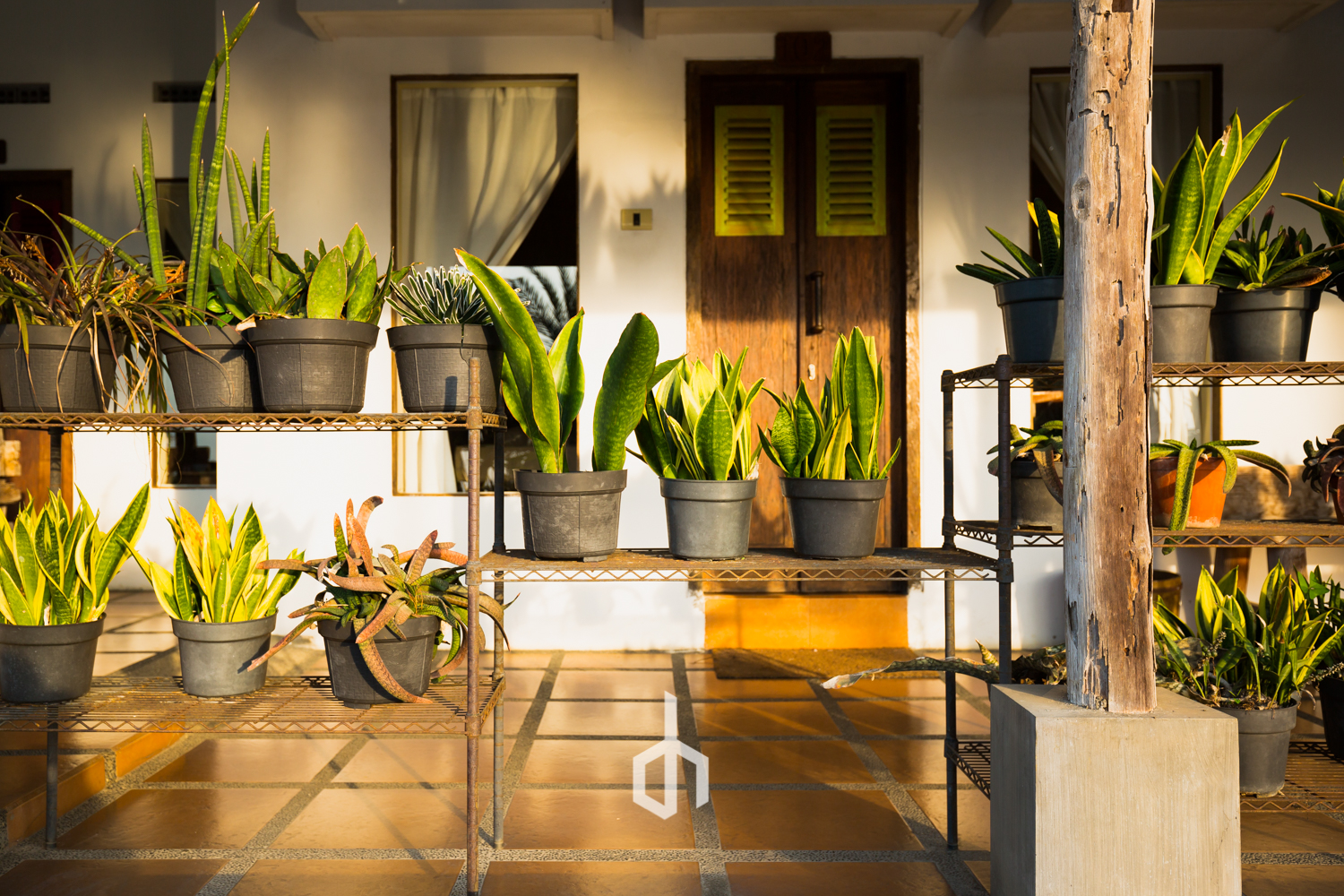 Sunlit porch with black plant pots filled with various green succulents and houseplants on metal shelves, with a wooden door and white walls in the background, tiled floor.