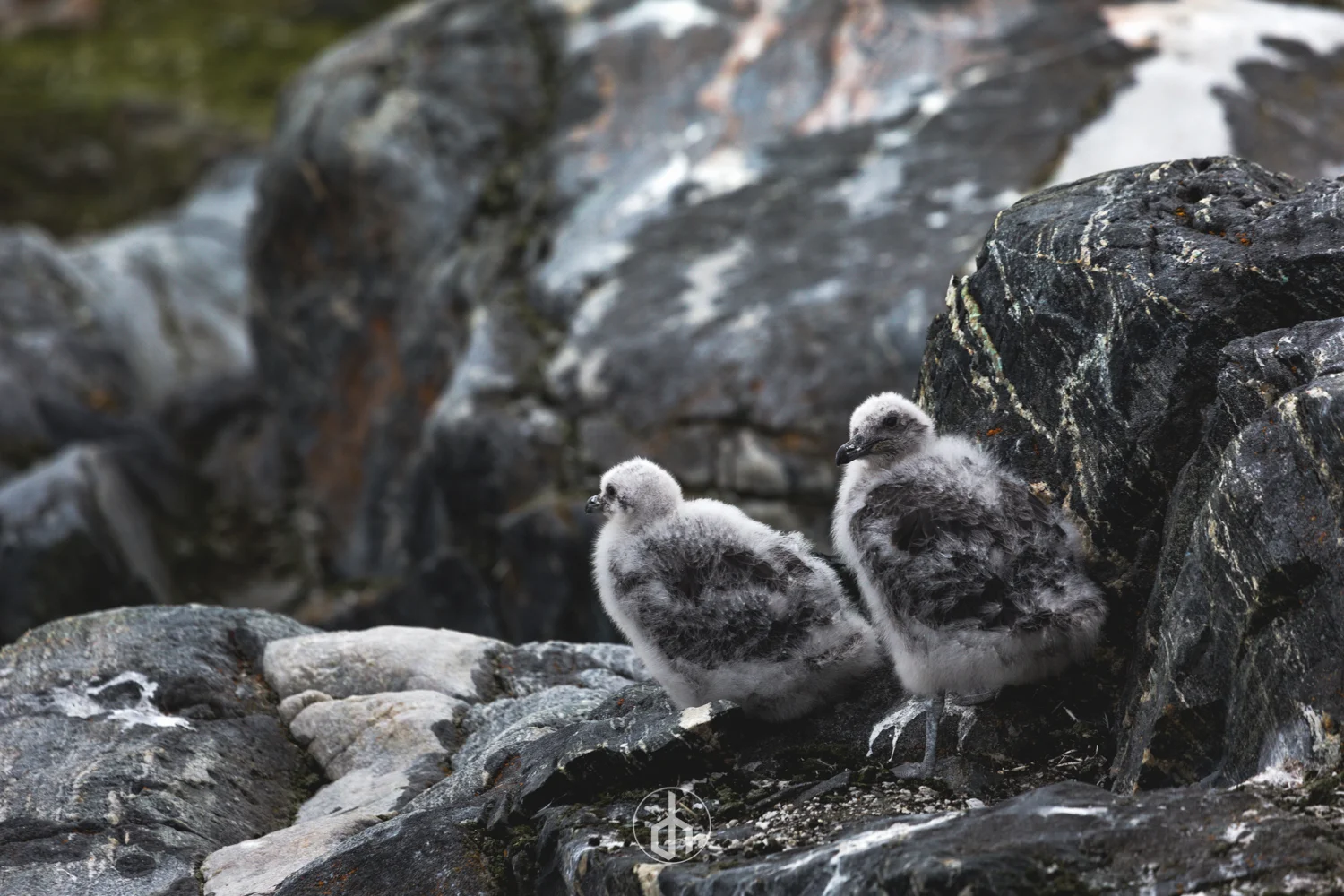 Two fluffy baby birds with black and white feathers sitting on dark rocks near a waterfall.