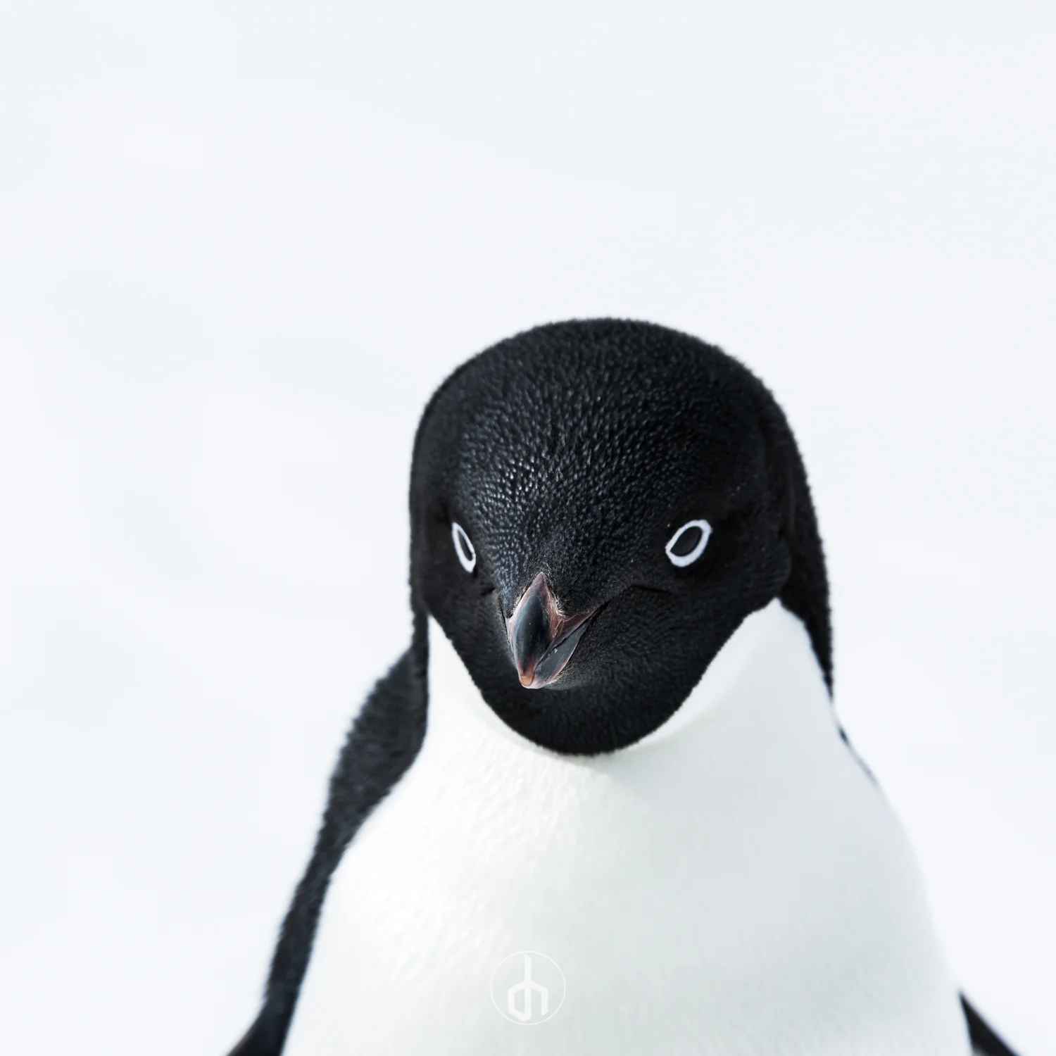 Close-up of a black penguin plush toy with white eyes against a white background.