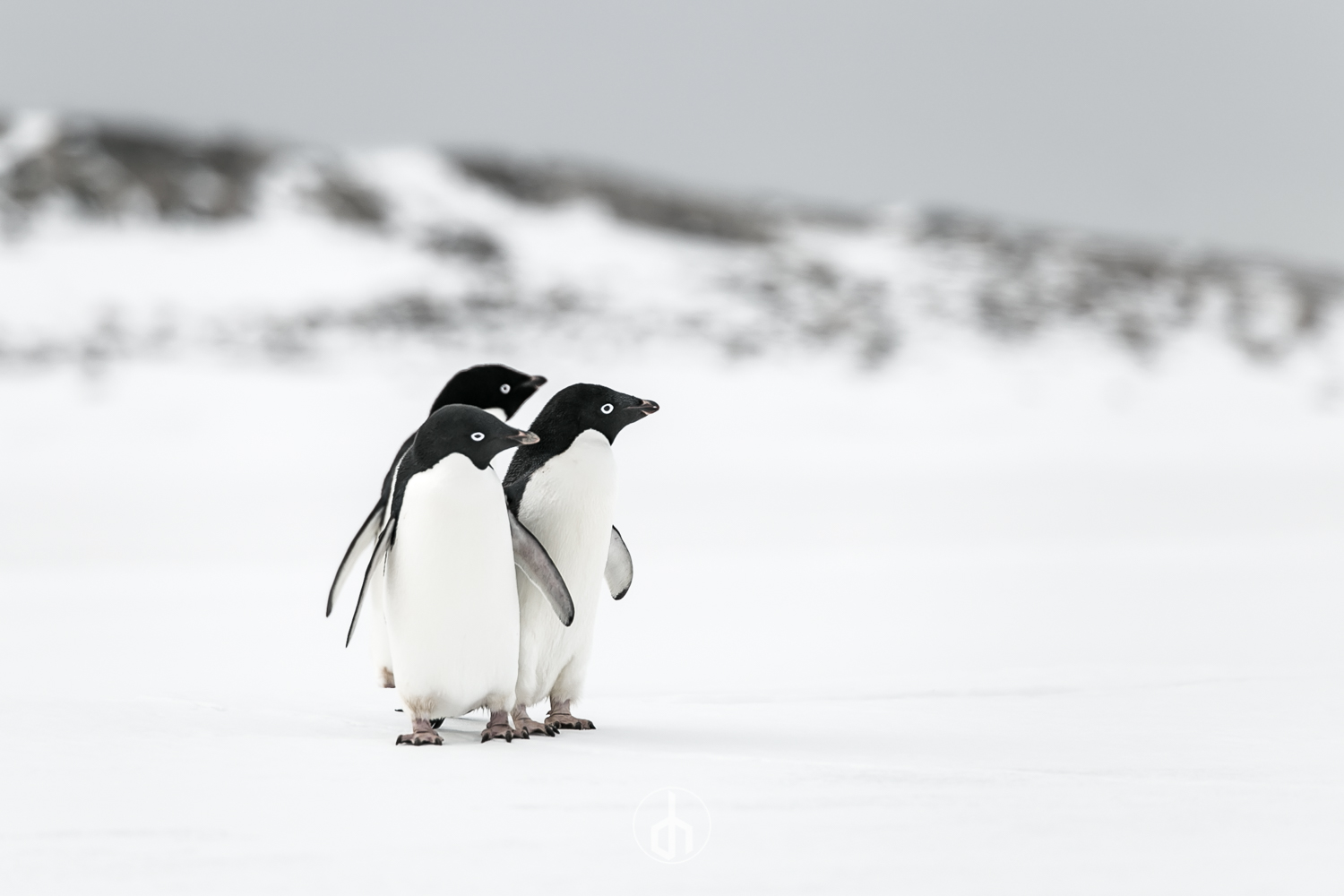 Three penguins standing on snow in a cold, snowy landscape with mountains in the background.