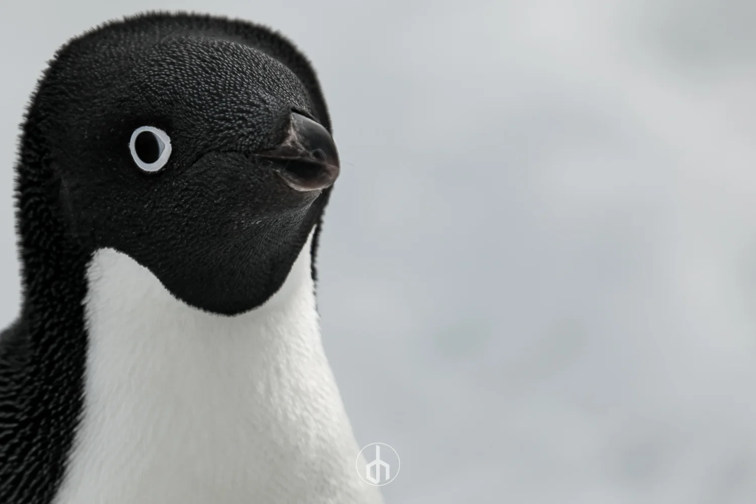 Close-up of a penguin's head with a black face, white eyes, and a white chest, against a blurred gray background.