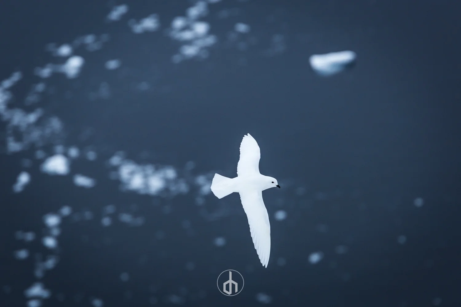 A white seagull flying over dark water with small ice chunks, and a peace symbol at the bottom.