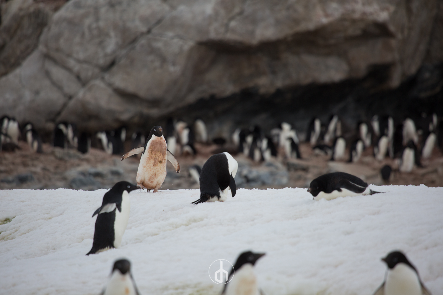 Humboldt penguins on snow near rocky cave