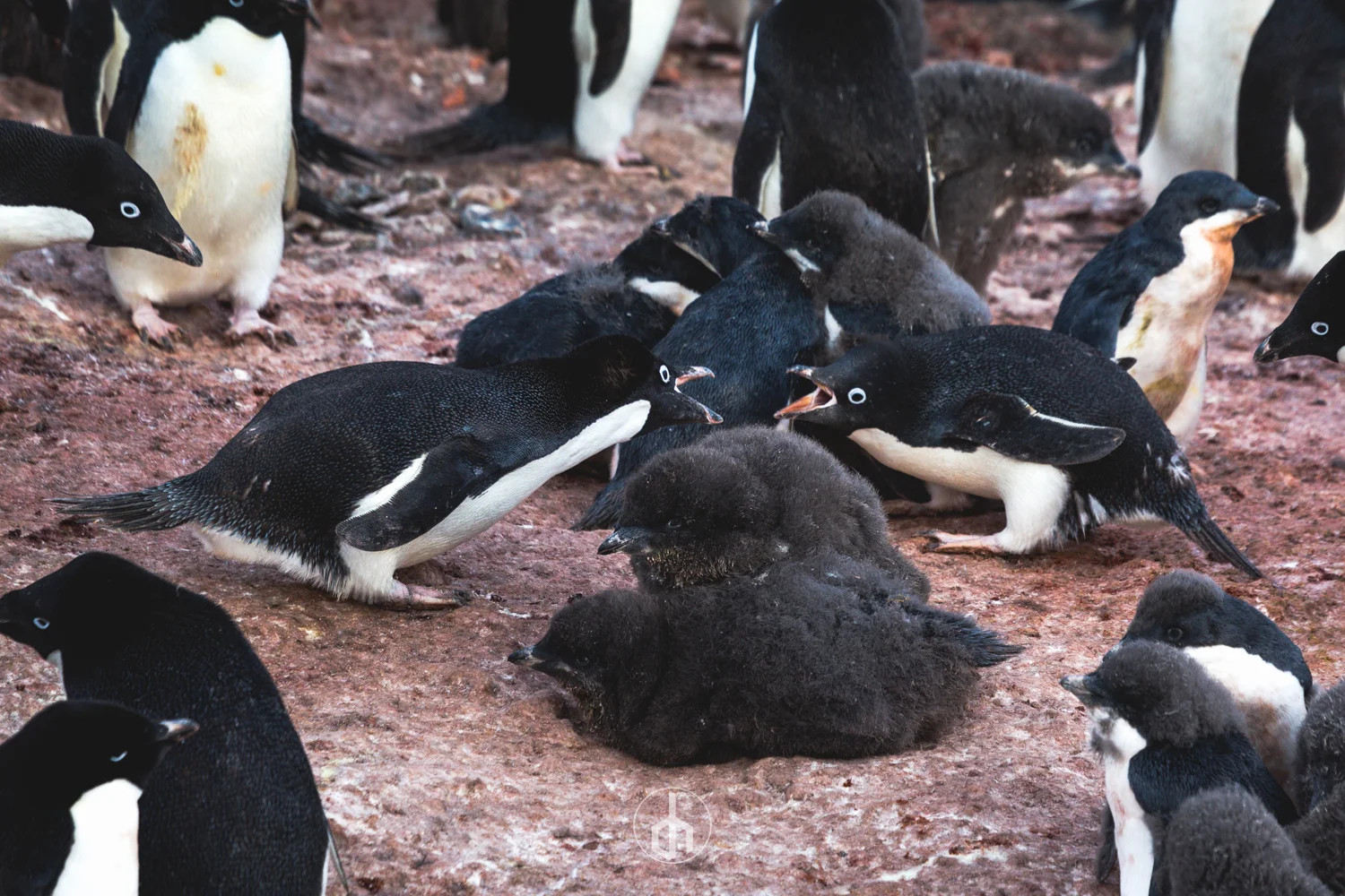 A group of penguins and their chicks on rocky ground, some penguins standing and some lying down.