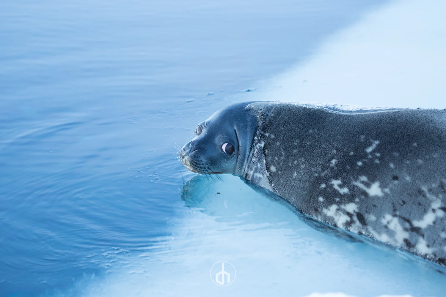 Close-up of a seal swimming in icy blue water, looking to the side.