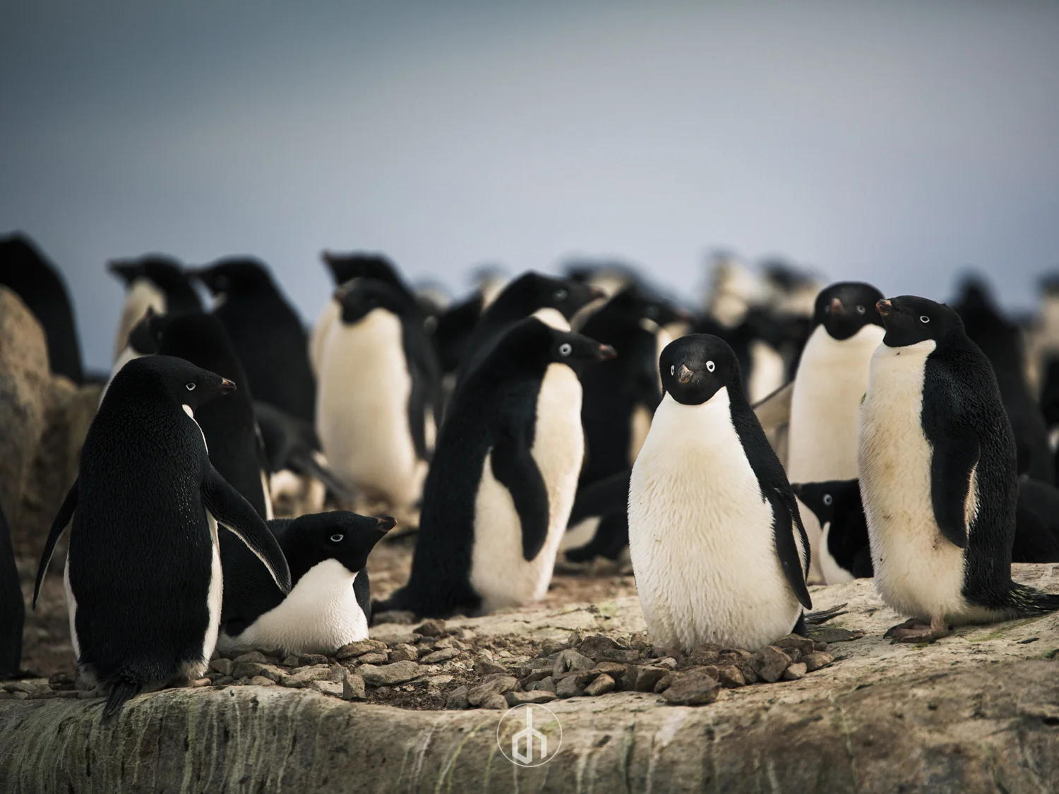 Group of penguins standing and sitting on rocky ground with a blurred ocean background.