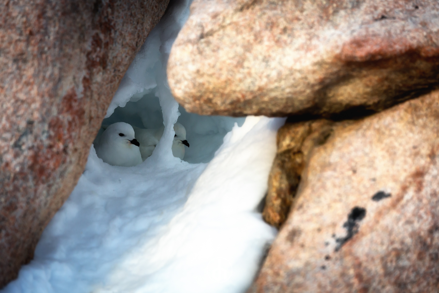 Three white birds nestled in a snow-covered crevice between rocks.